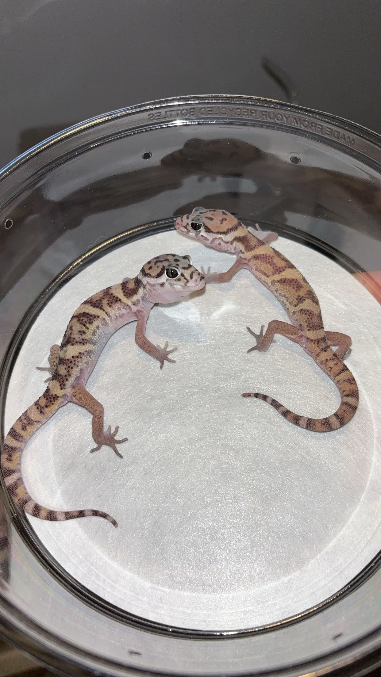 LTC Central American Banded Gecko (Coleonyx mitratus)