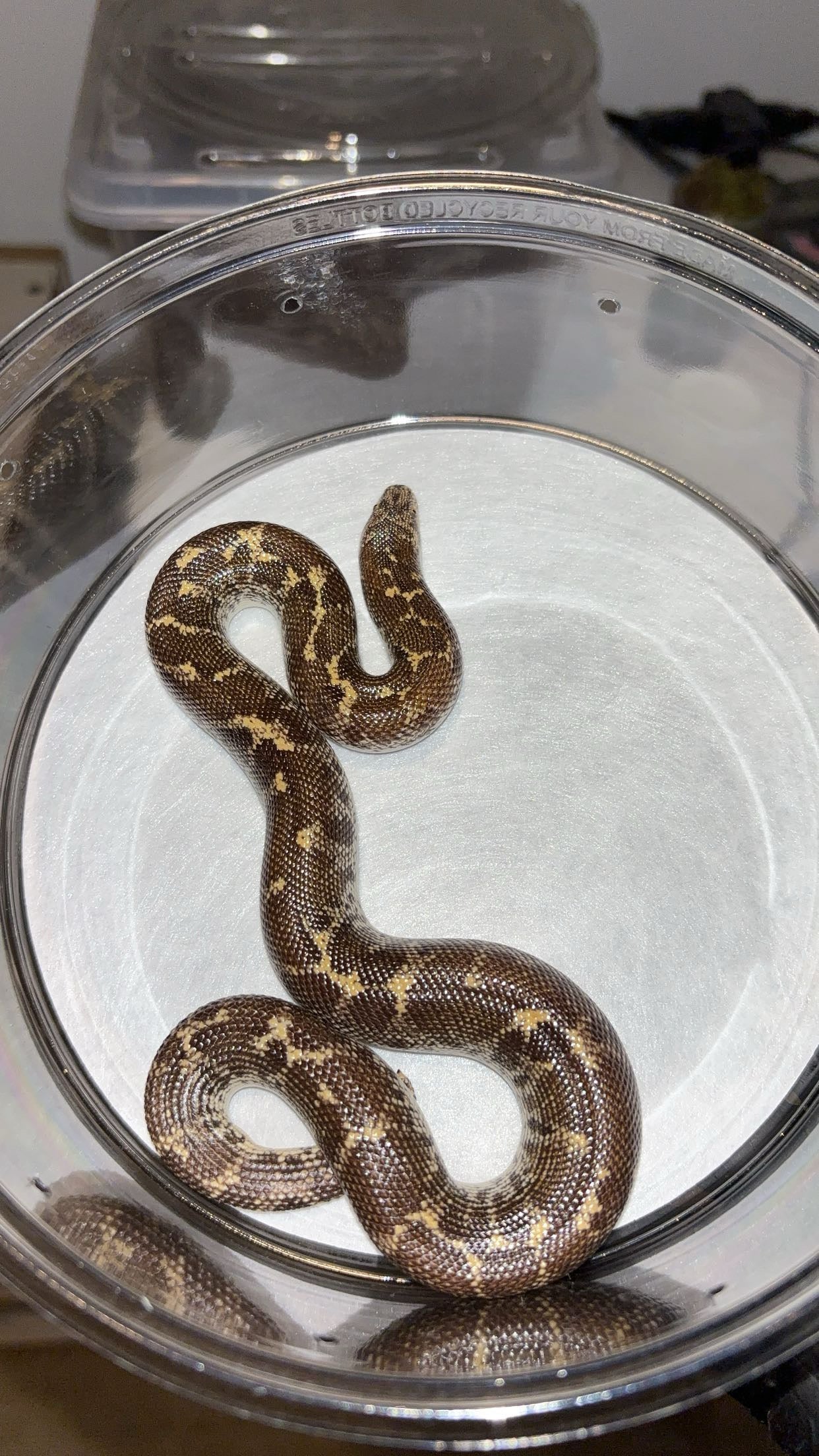 1.1 Egyptian Sand Boas (Gongylophis c. colubrinus)