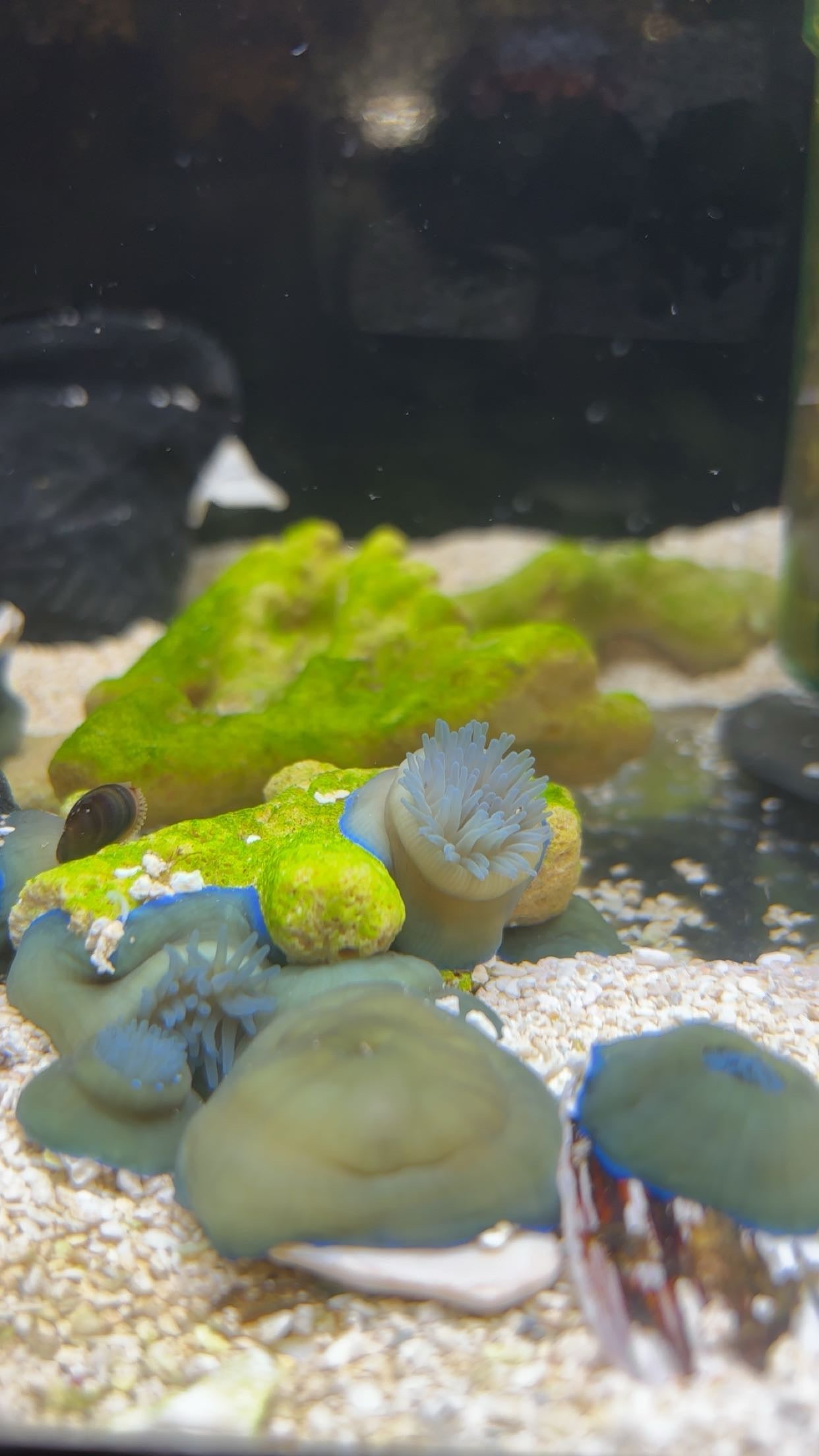 Atlantic Beadlet Anemone (Actinia equina)