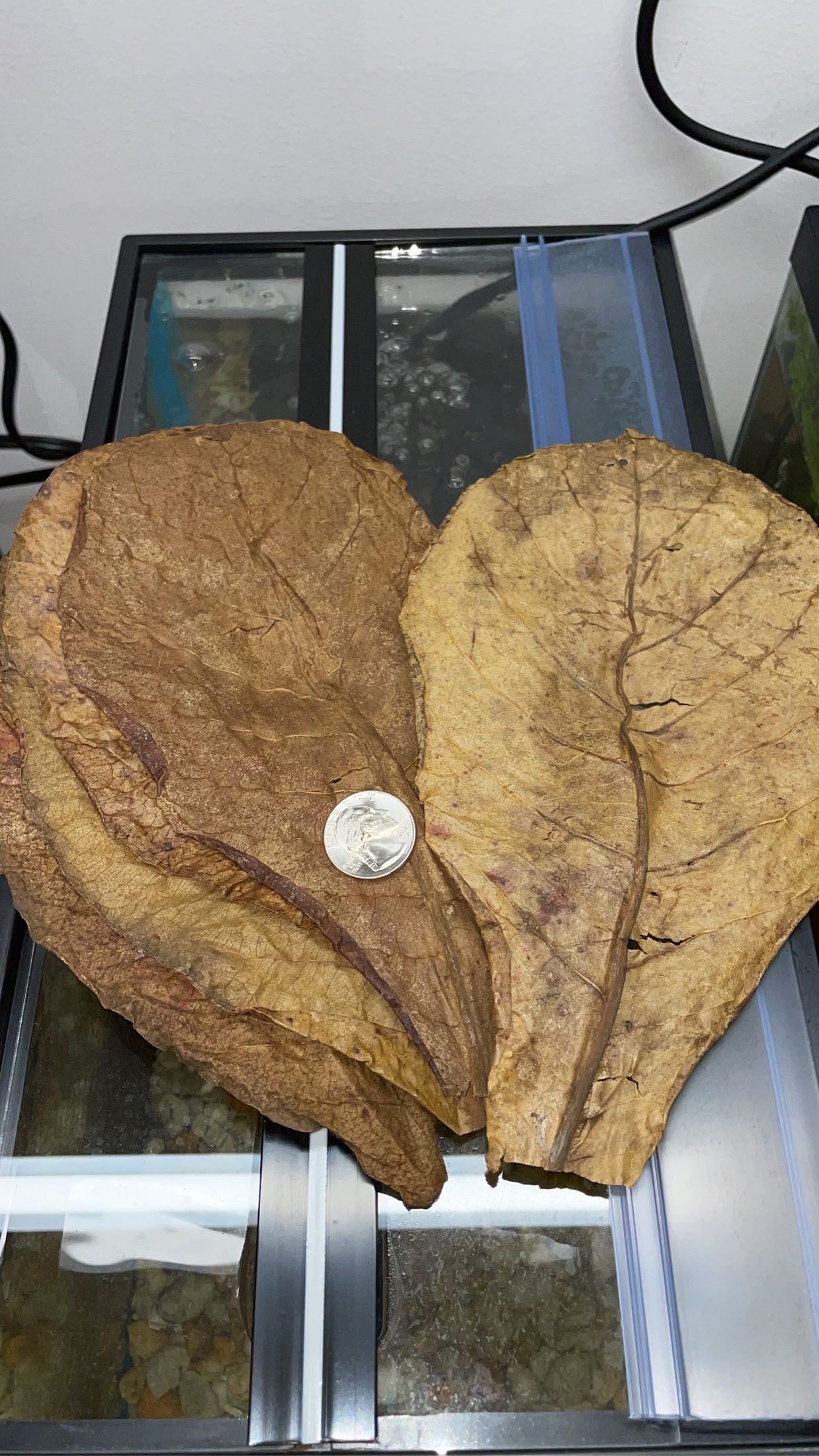 XL Indian Almond/Catappa Leaves