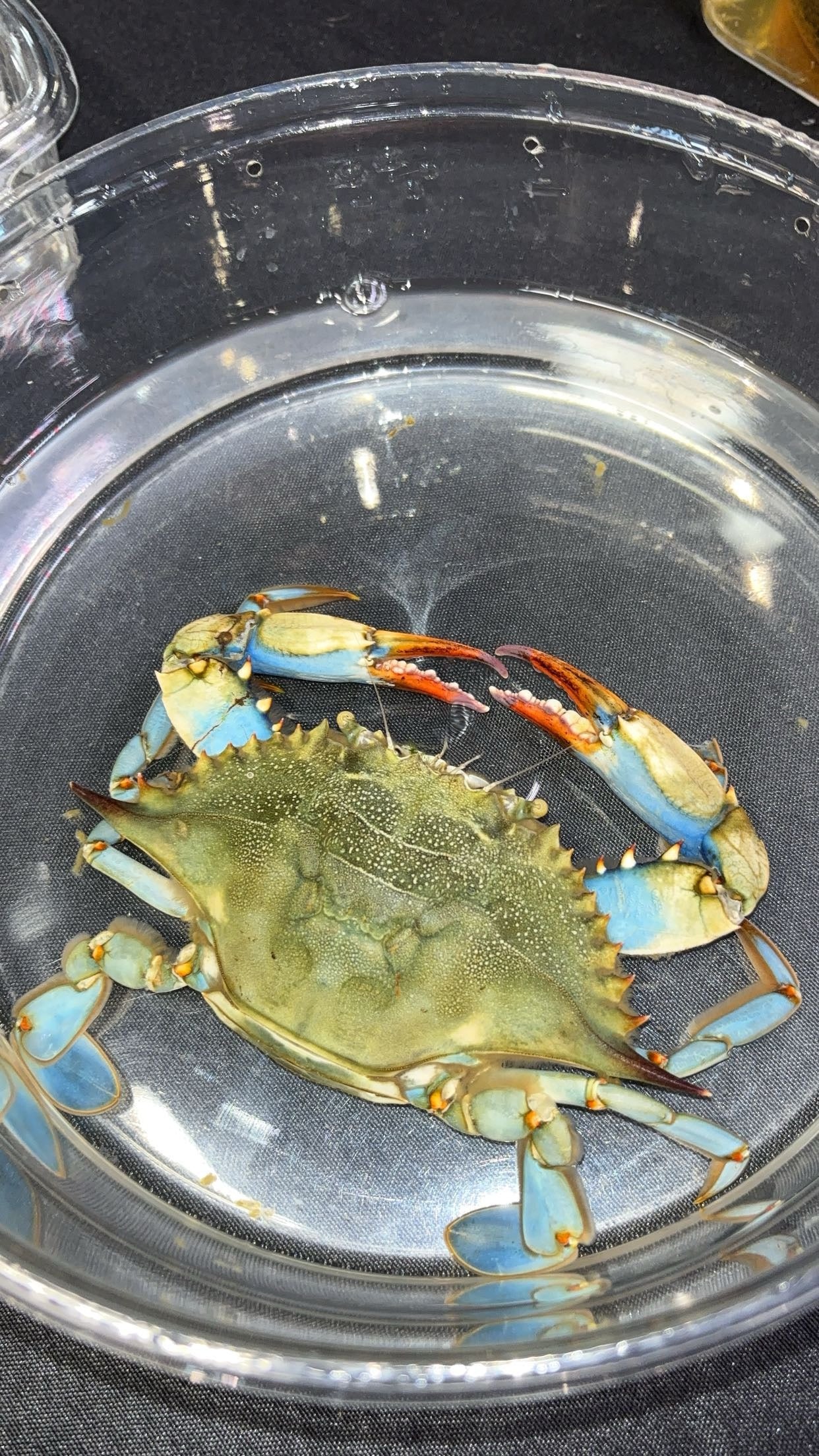 Atlantic Blue Crab (Callinectes sapidus) Atlantic Aquaculture