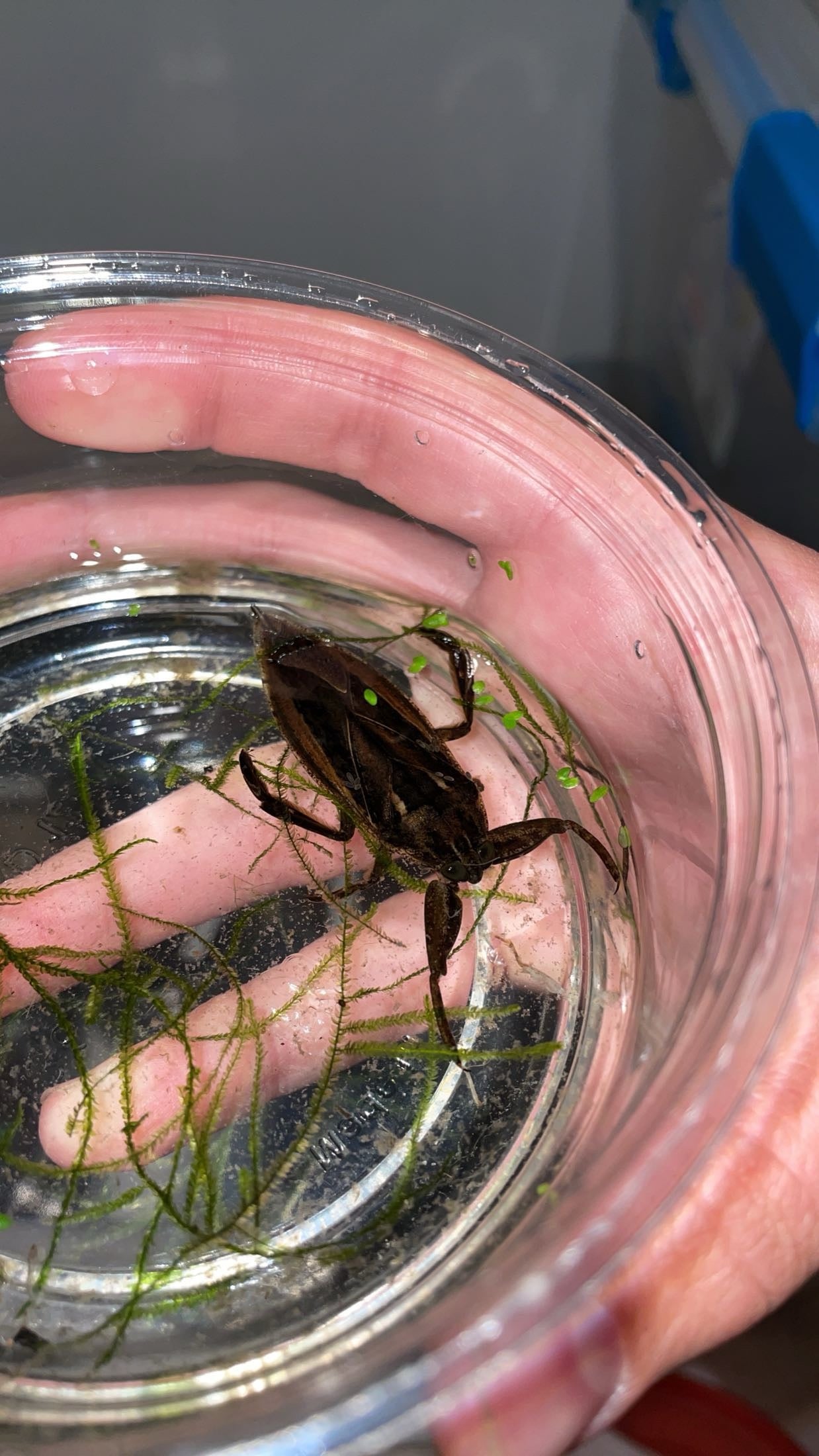 Eastern Toe-biter (Lethocerus uhleri)