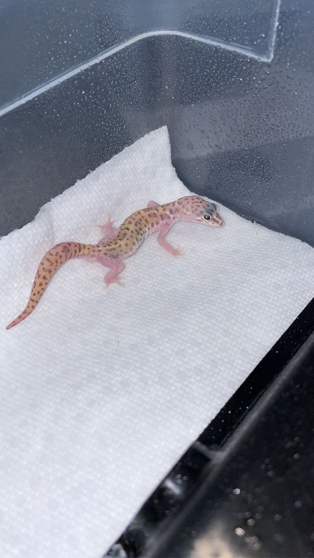 1.0 Western Banded Gecko (Coleonyx variegatus)