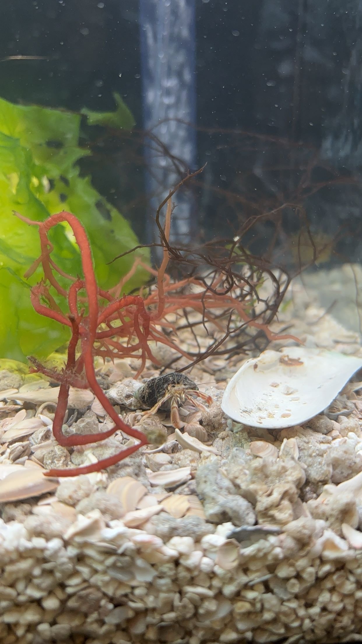 Long-clawed Hermit Crab (Pagurus longicarpus)
