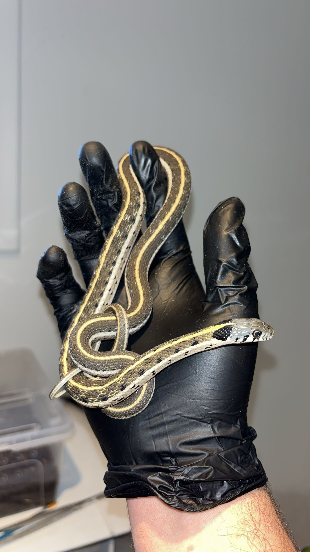 1.0 Western Blackneck Garter Snake (Thamnophis c. cyrtopsis)