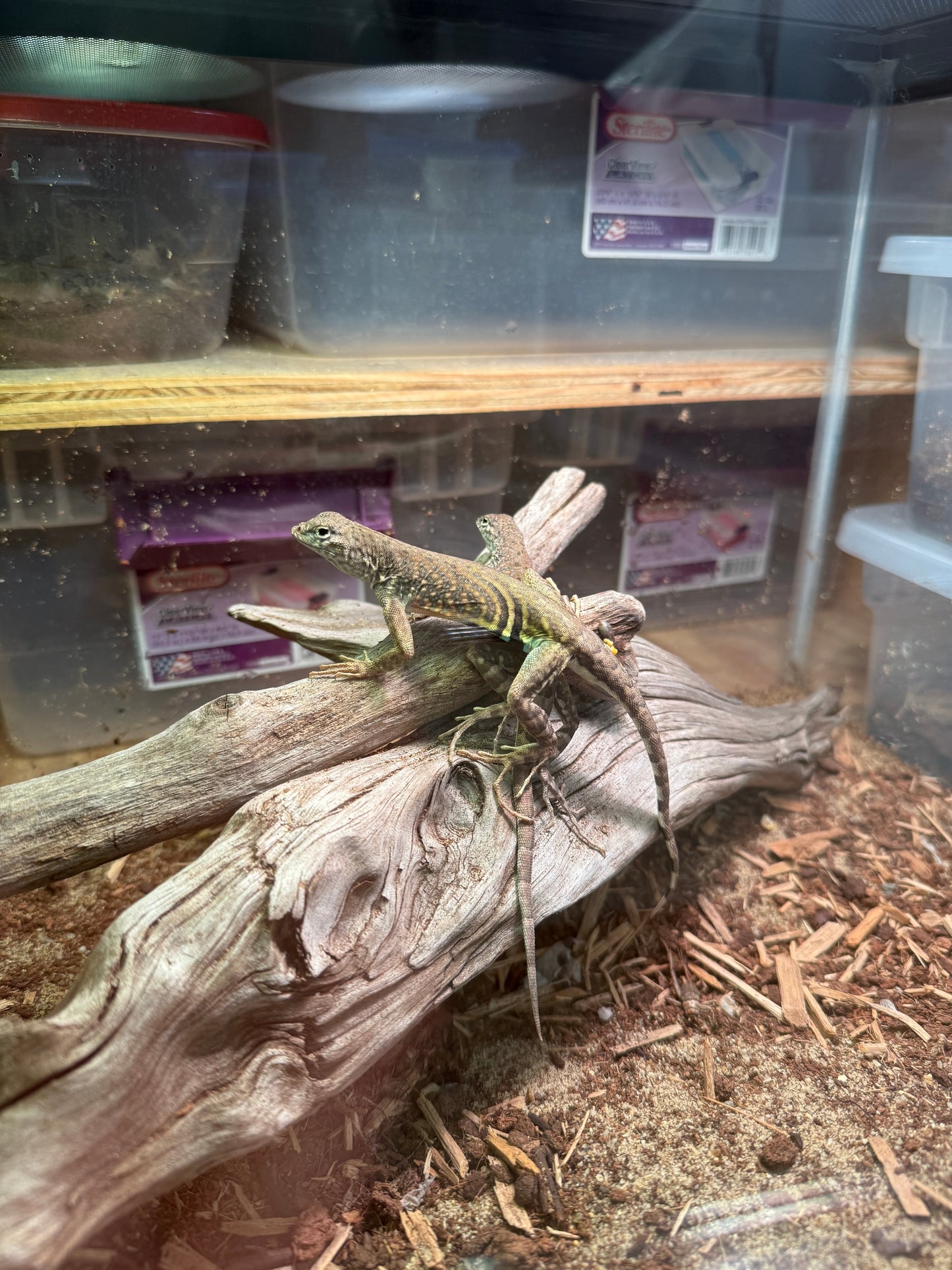 Greater Earless Lizard (Cophosaurus texanus)