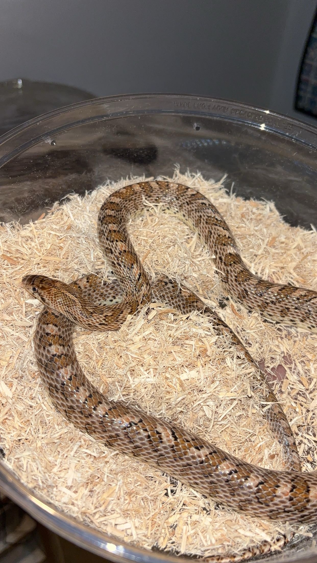 1.0 Painted Desert Glossy Snake (Arizona elegans philipi)
