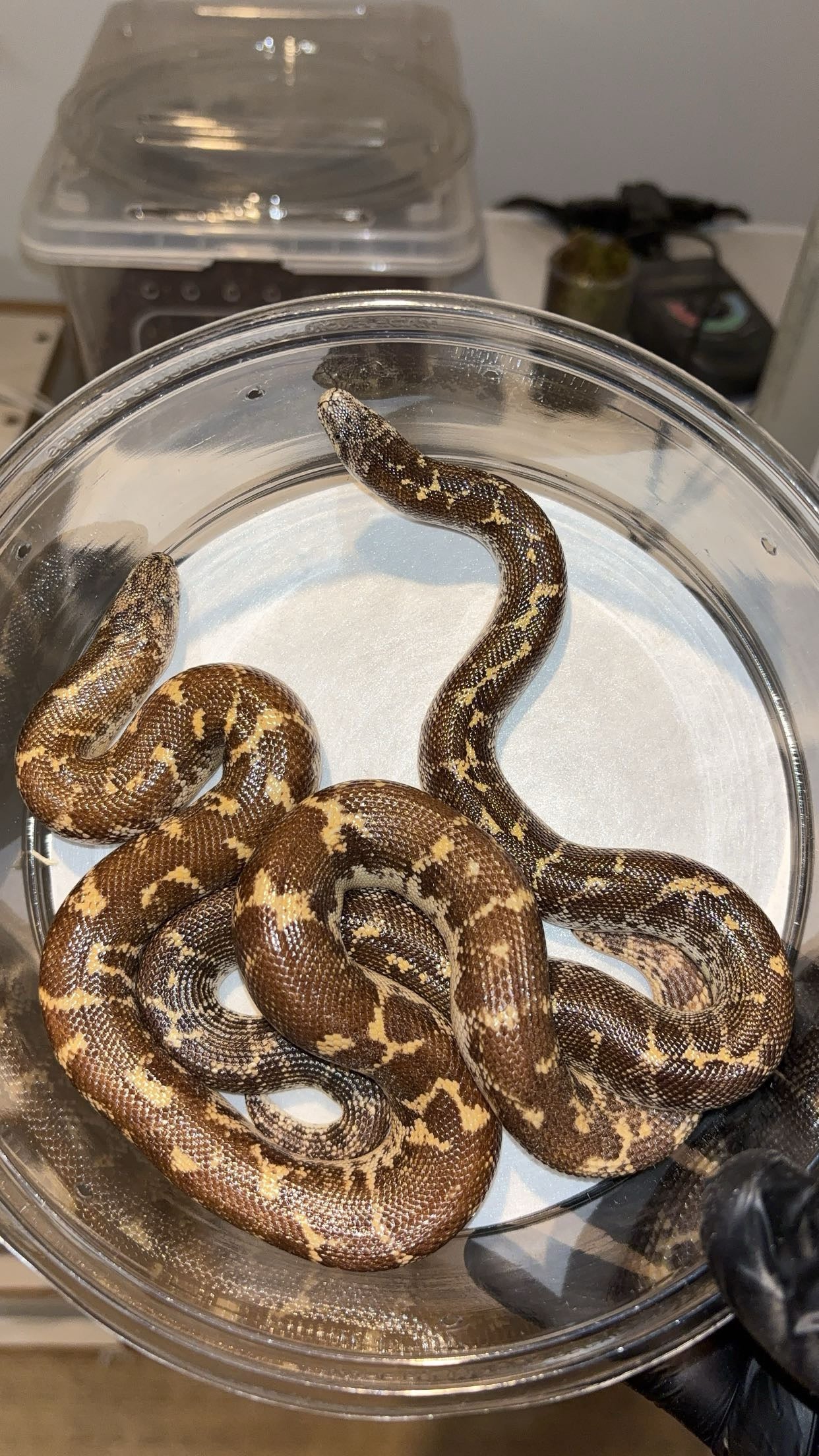 1.1 Egyptian Sand Boas (Gongylophis c. colubrinus)