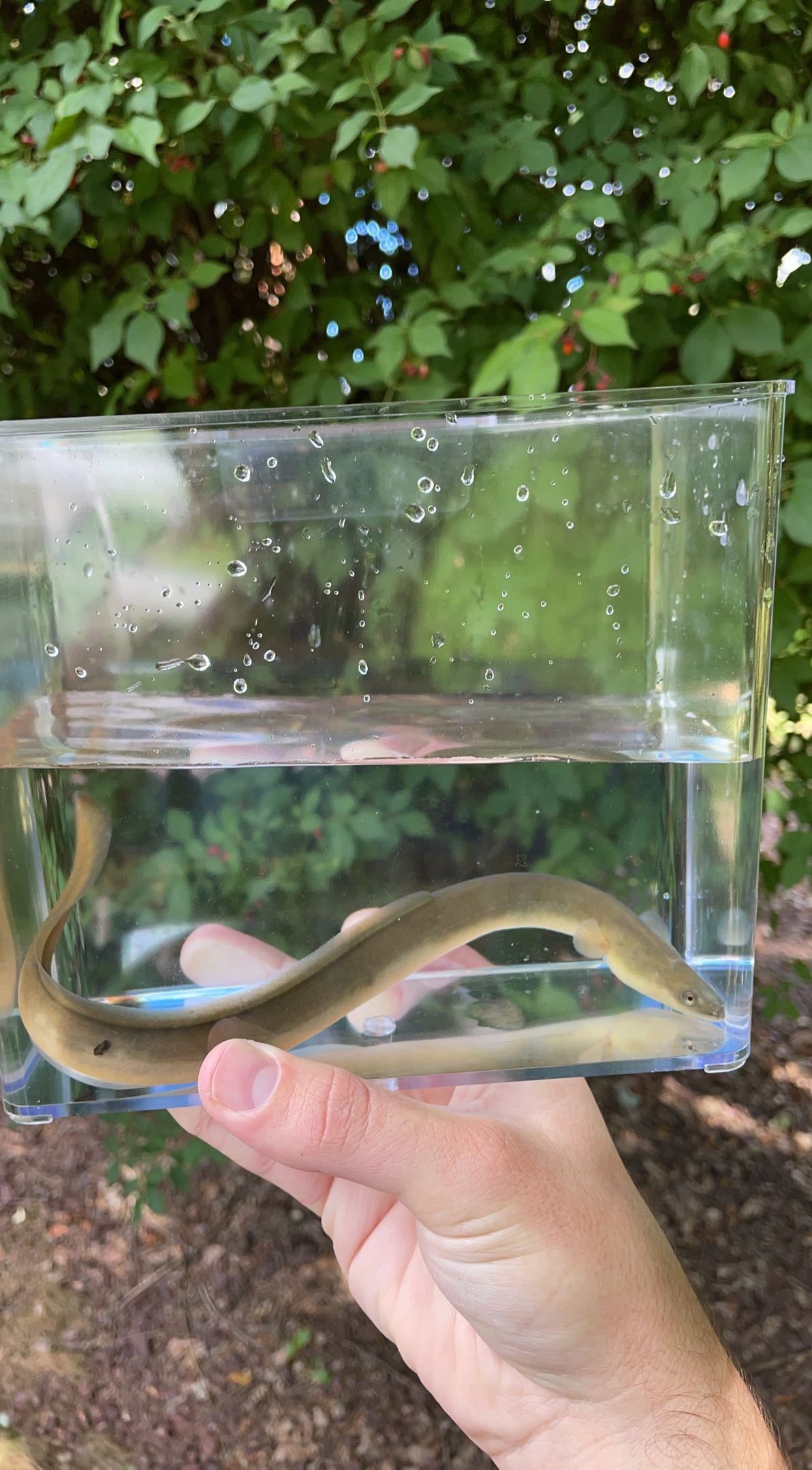 American Eel (Anguilla rostrata)