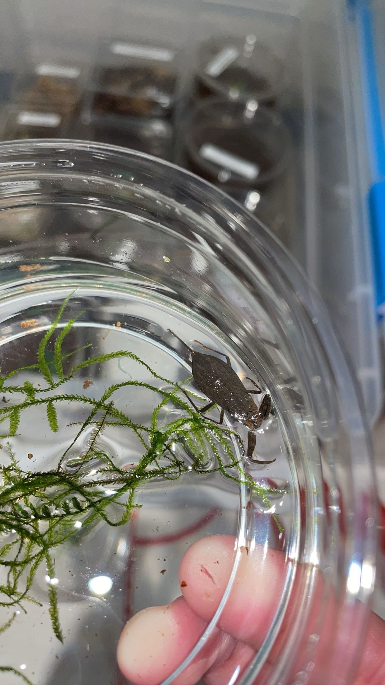 American Nepid Waterscorpion (Nepa apiculata)