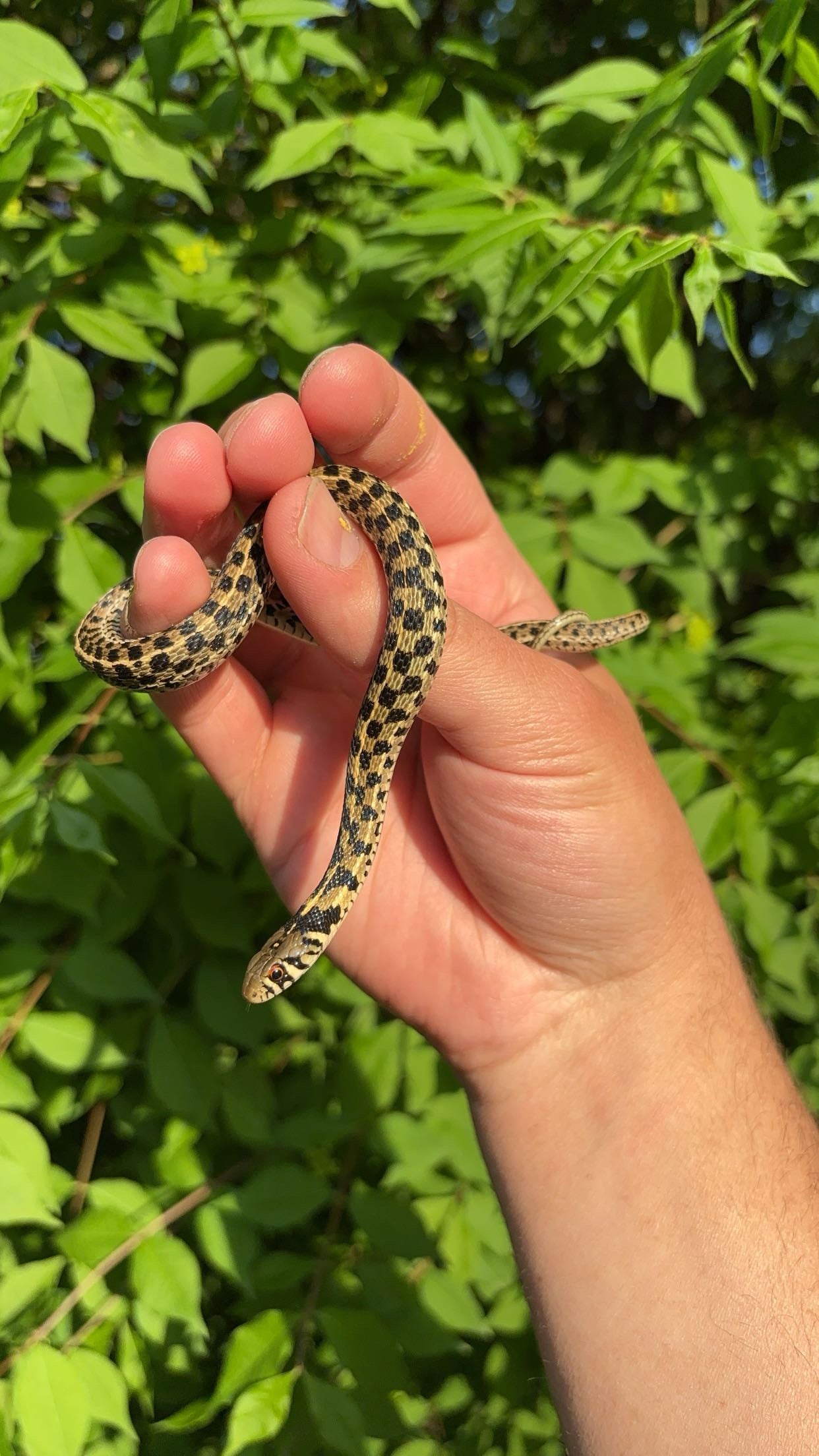 1.0 McCulloch Co. TX Checkered Garter Snake (Thamnophis marcianus)