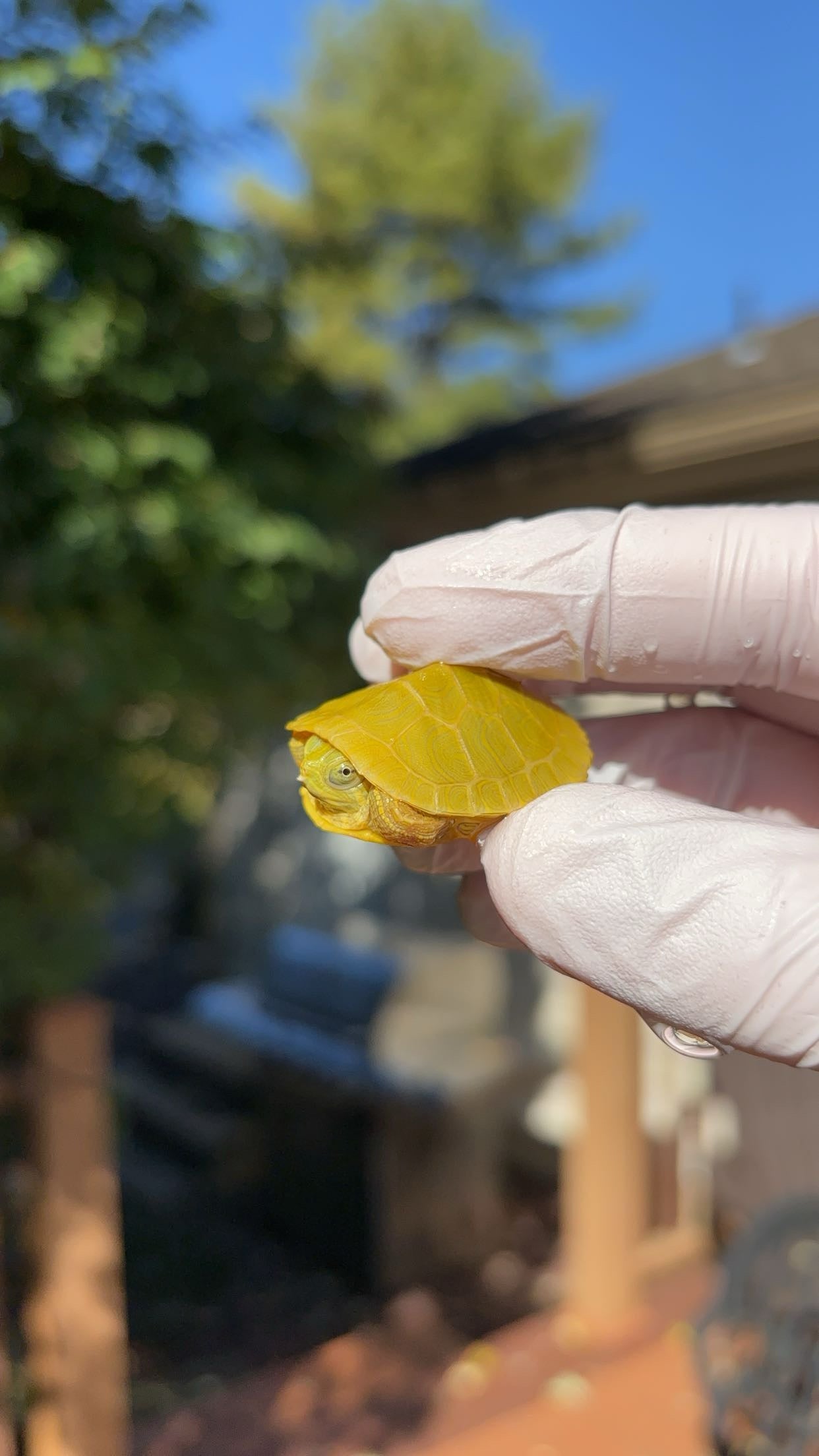 Lime Rio Grande Red-eared Slider (Trachemys scripta elegans)
