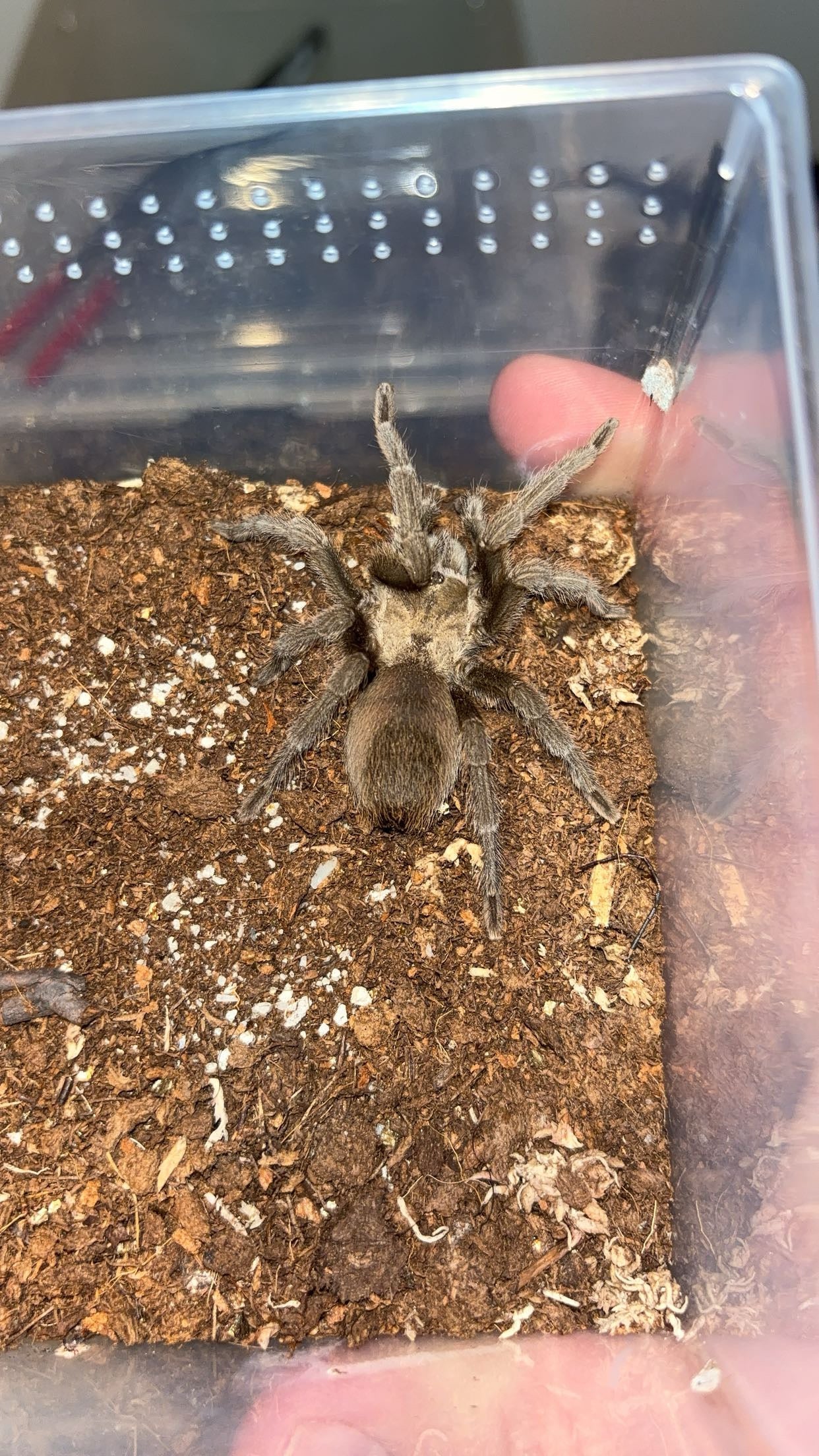 Carlsbad Green Tarantula (Aphonopelma gabeli)