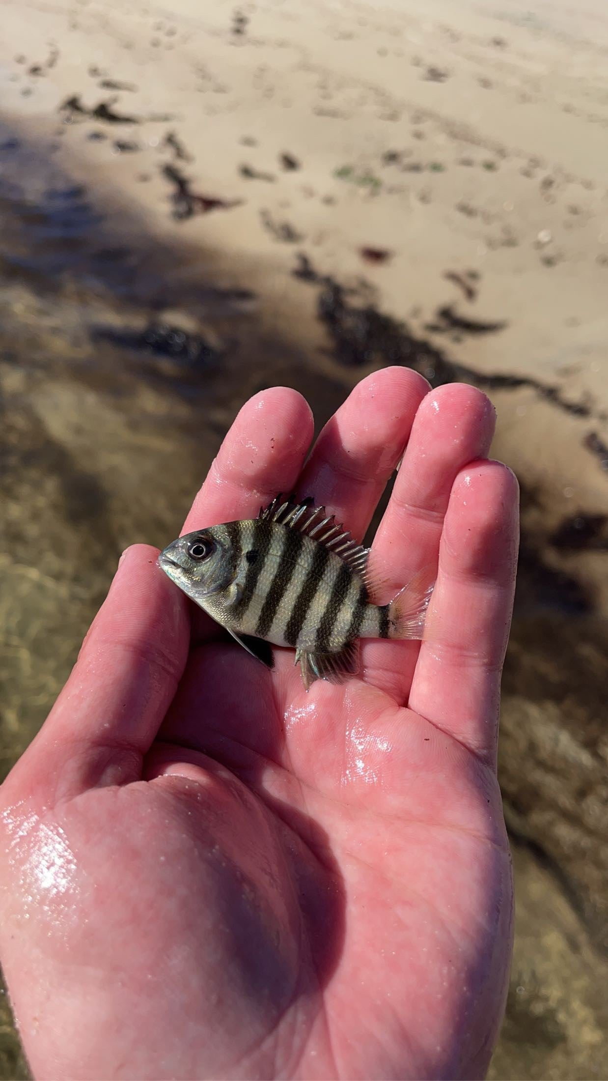 Sheepshead (Archosargus probatocephalus)