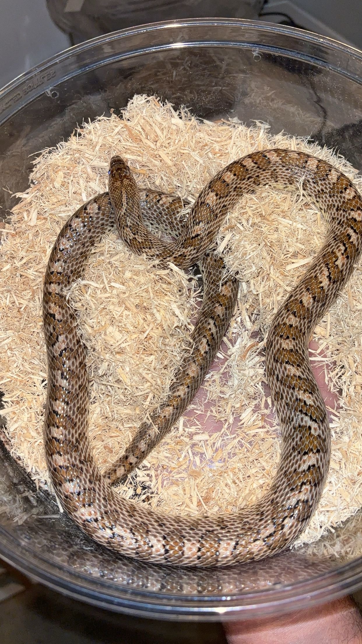1.0 Painted Desert Glossy Snake (Arizona elegans philipi)