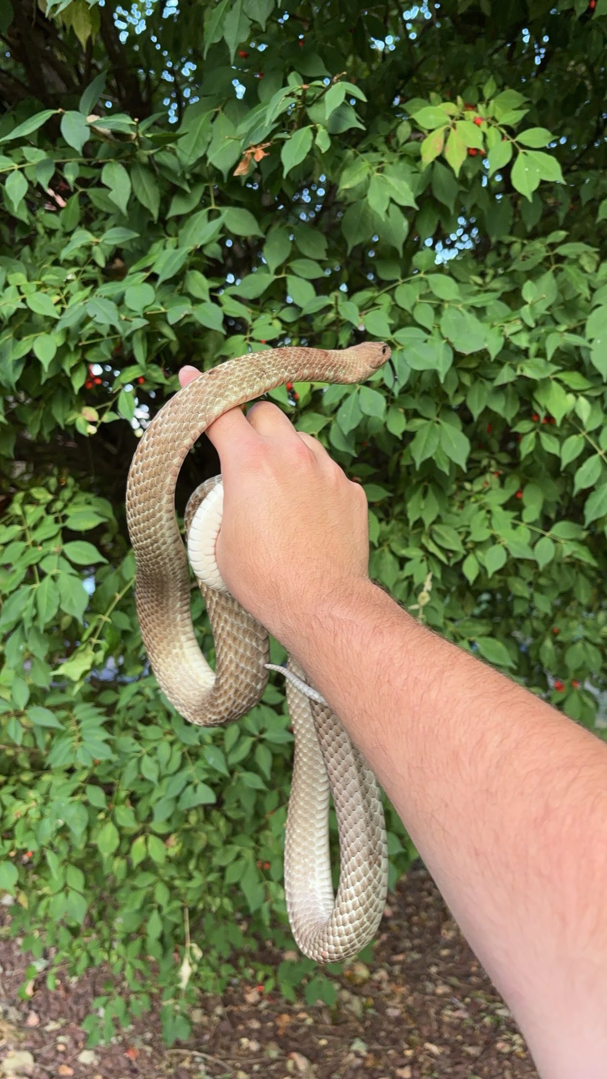 1.0 LTC Western Coachwhip (Masticophis flagellum testaceus)