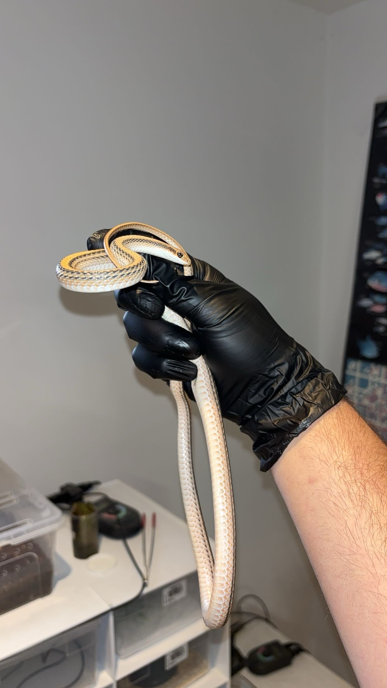 1.0 Big Bend Patchnose Snake (Salvadora deserticola)