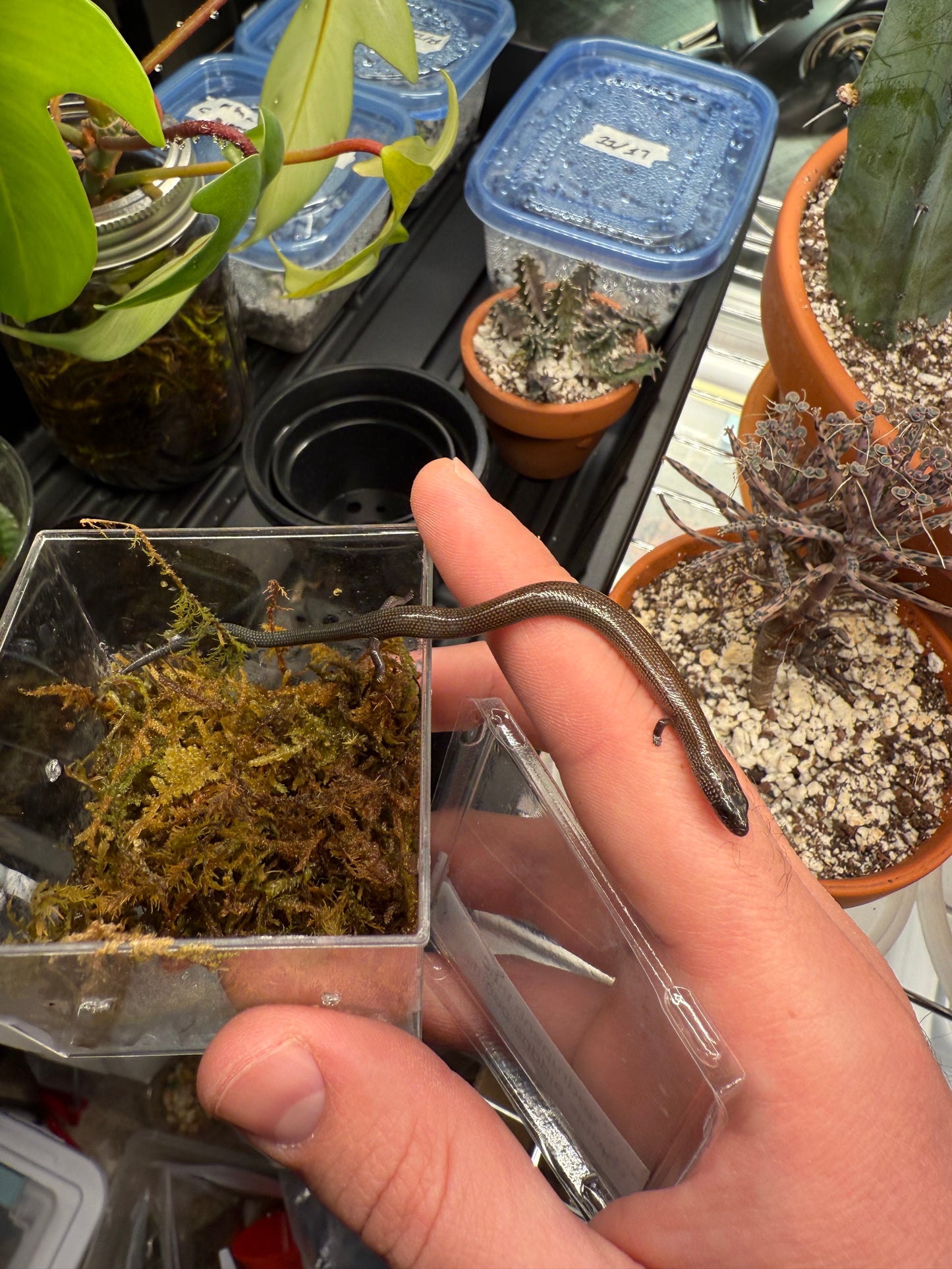 Linnaeus' Writhing Skink (Lygosoma quadrupes)