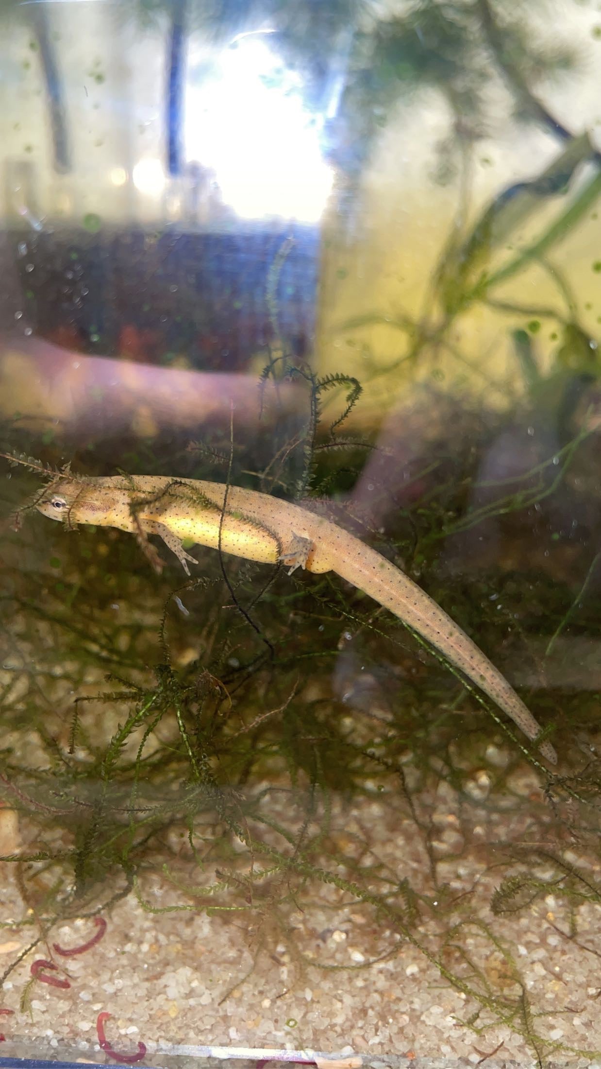 Peninsula Newt (Notophthalmus v. piaropicola)
