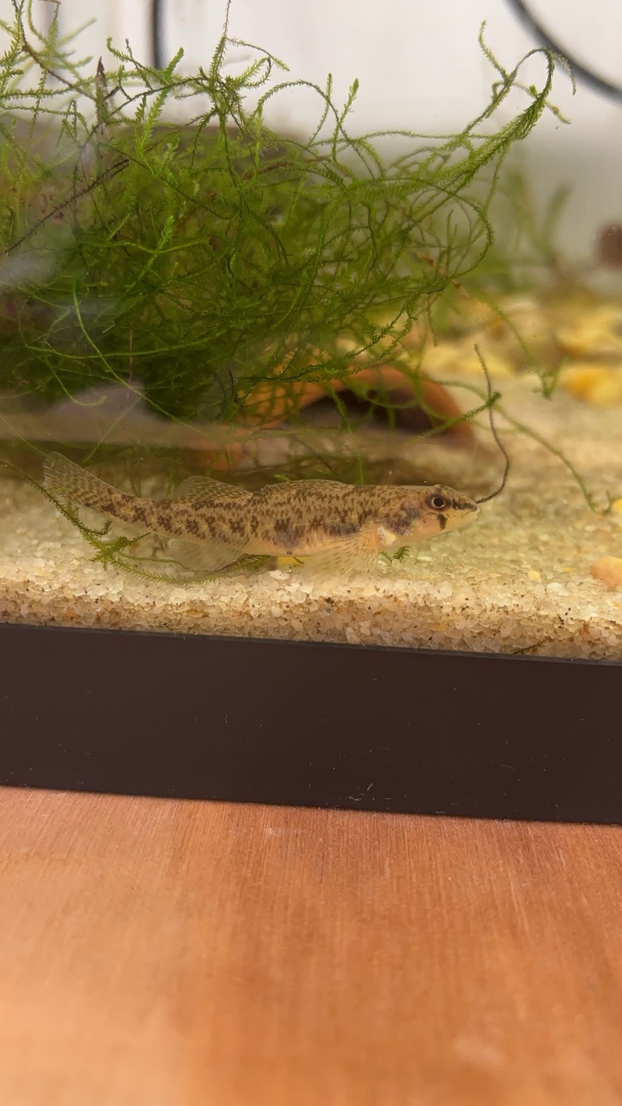 Tessellated Darter (Etheostoma olmstedi)