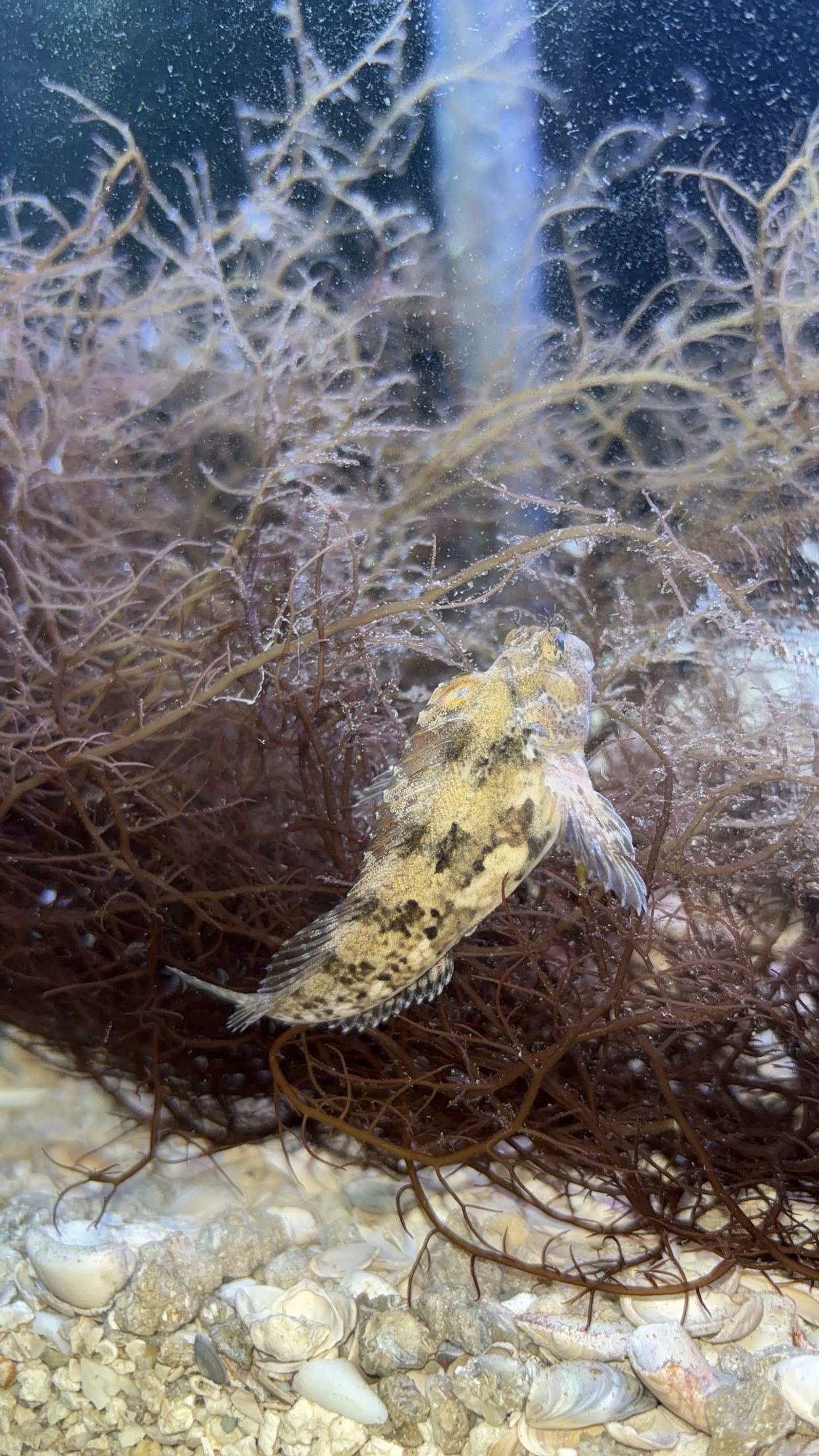 Feather Blenny (Hypsoblennius hentz)
