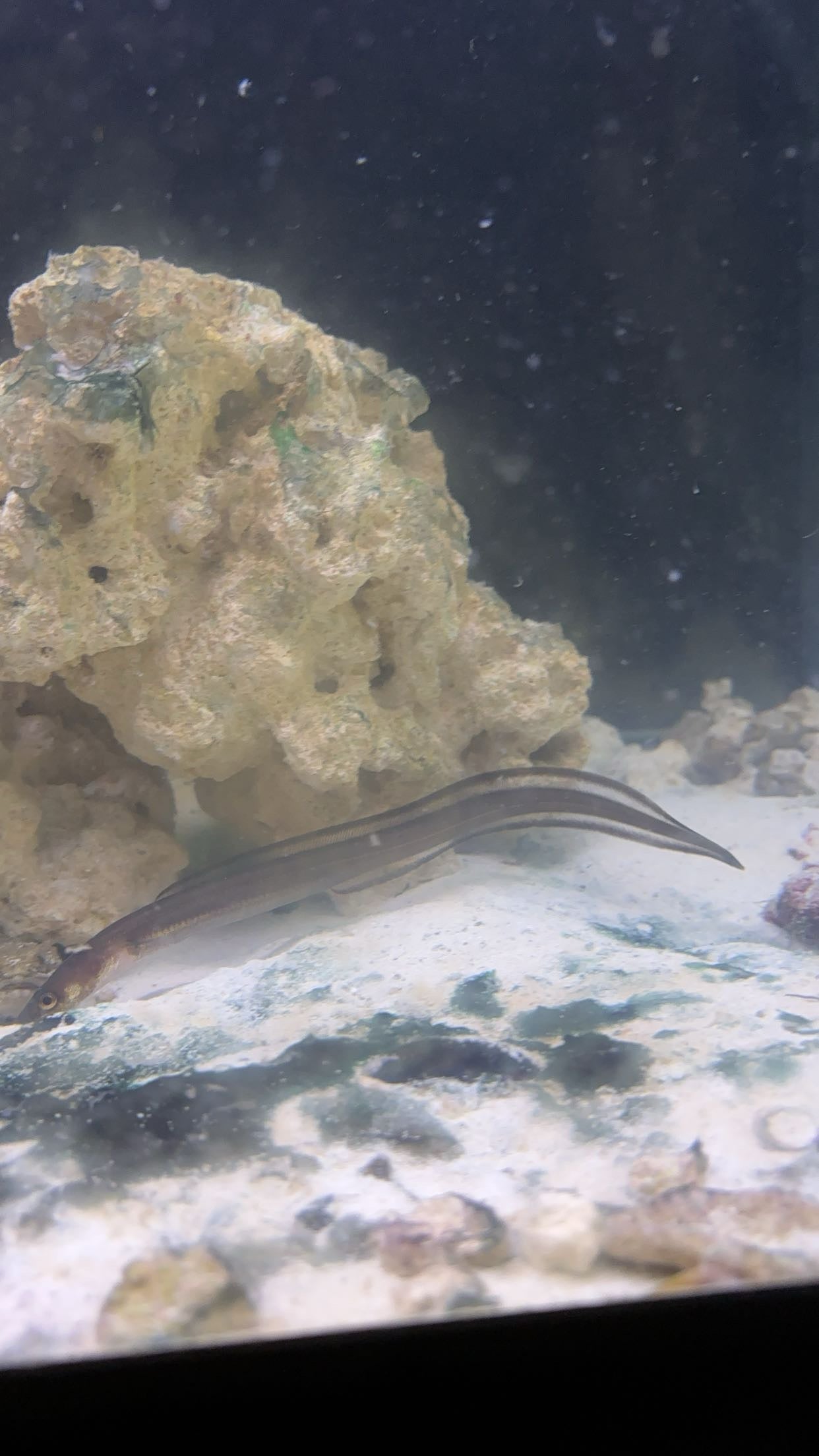American Conger Eel (Conger oceanicus)