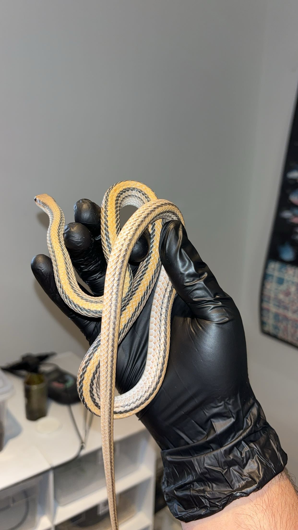 1.0 Big Bend Patchnose Snake (Salvadora deserticola)