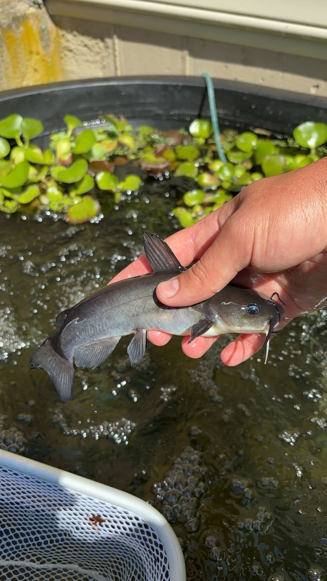 White Catfish (Ameiurus catus)