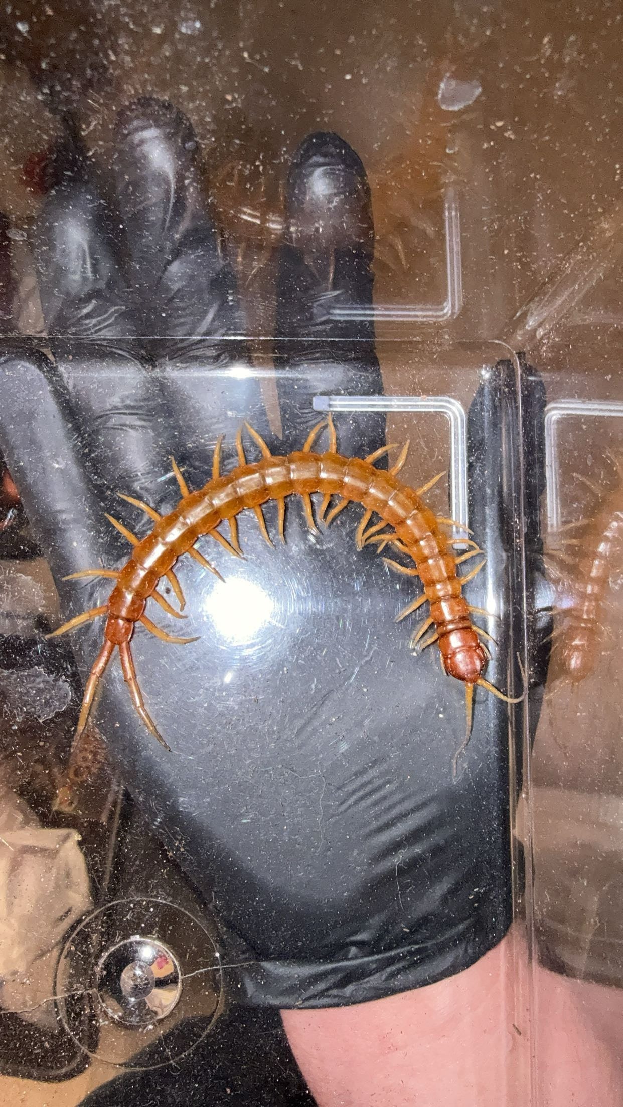 Florida Keys Giant Centipede (Scolopendra longipes)