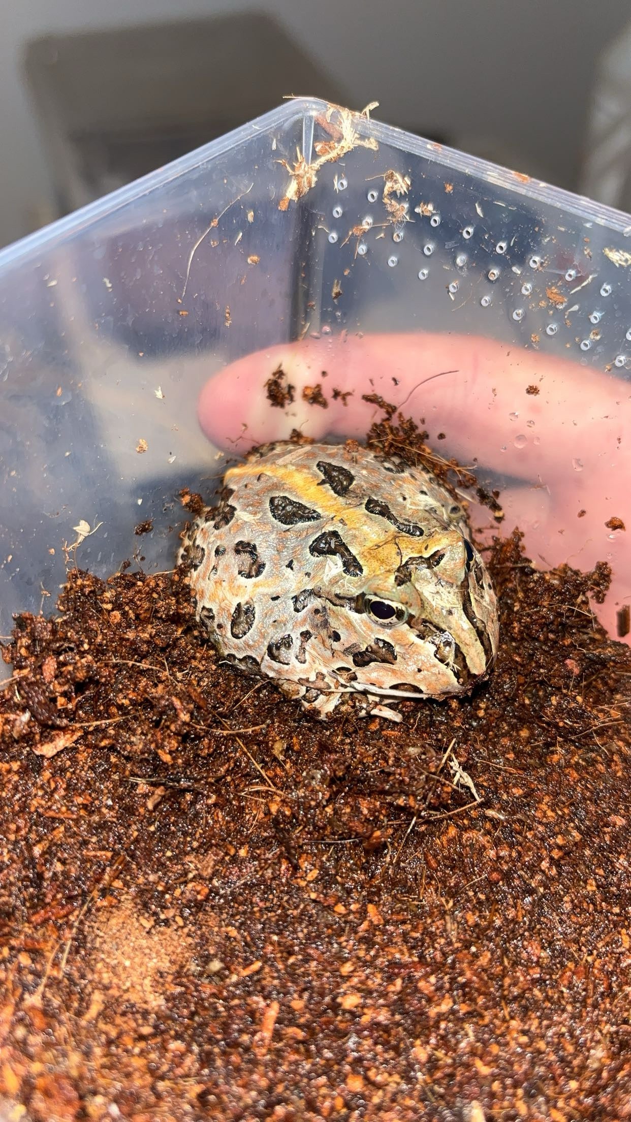 Pacific Horned Frog (Ceratophrys stolzmanni)