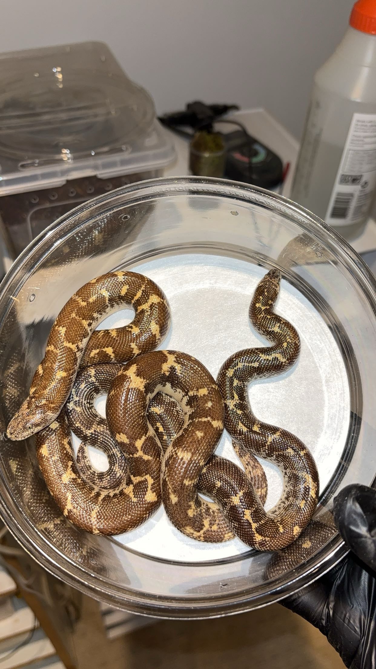 1.1 Egyptian Sand Boas (Gongylophis c. colubrinus)