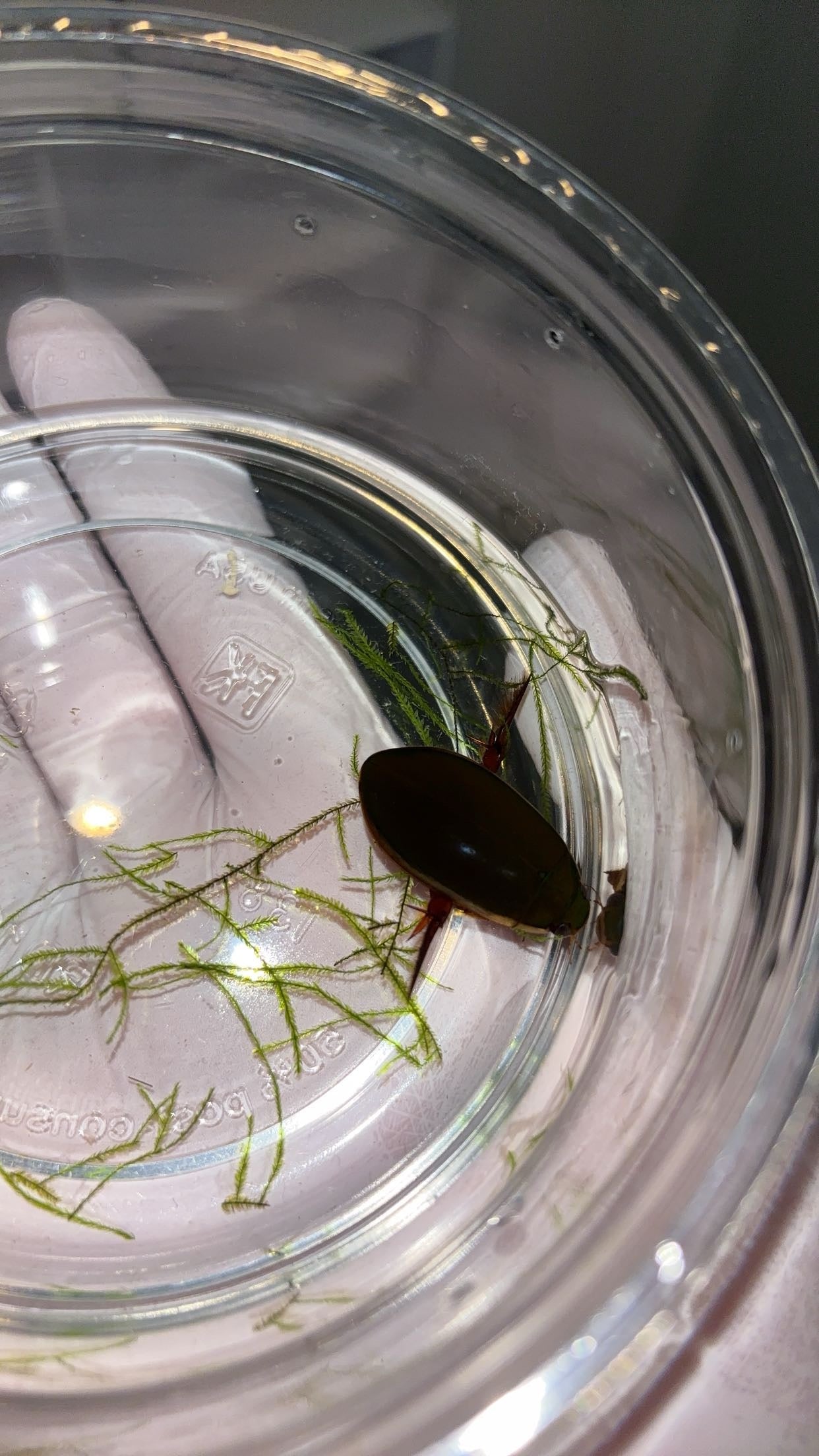 Giant Predaceous Diving Beetle (Cybister fimbriolatus)
