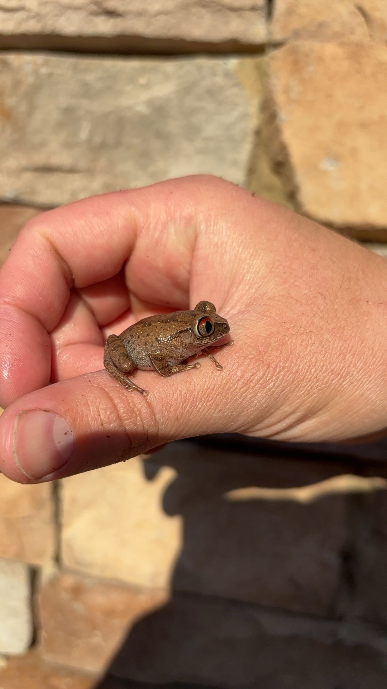 Night Spirit Frog (Leptopelis spiritusnoctis)