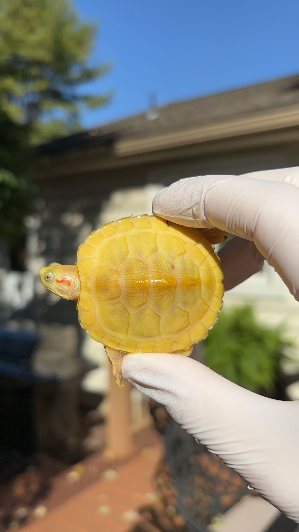 Paradox Albino Red-eared Slider (Trachemys scripta elegans)