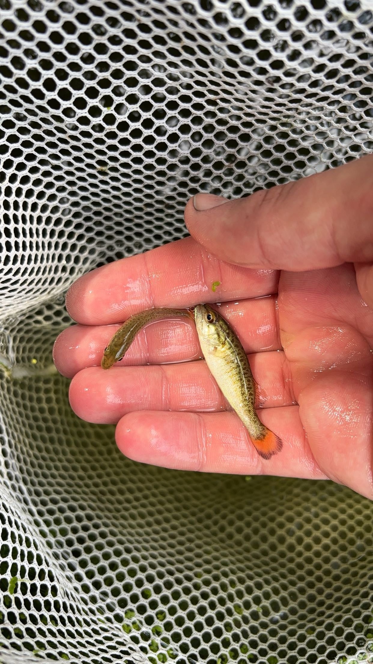 Smallmouth Bass (Micropterus dolomieu)