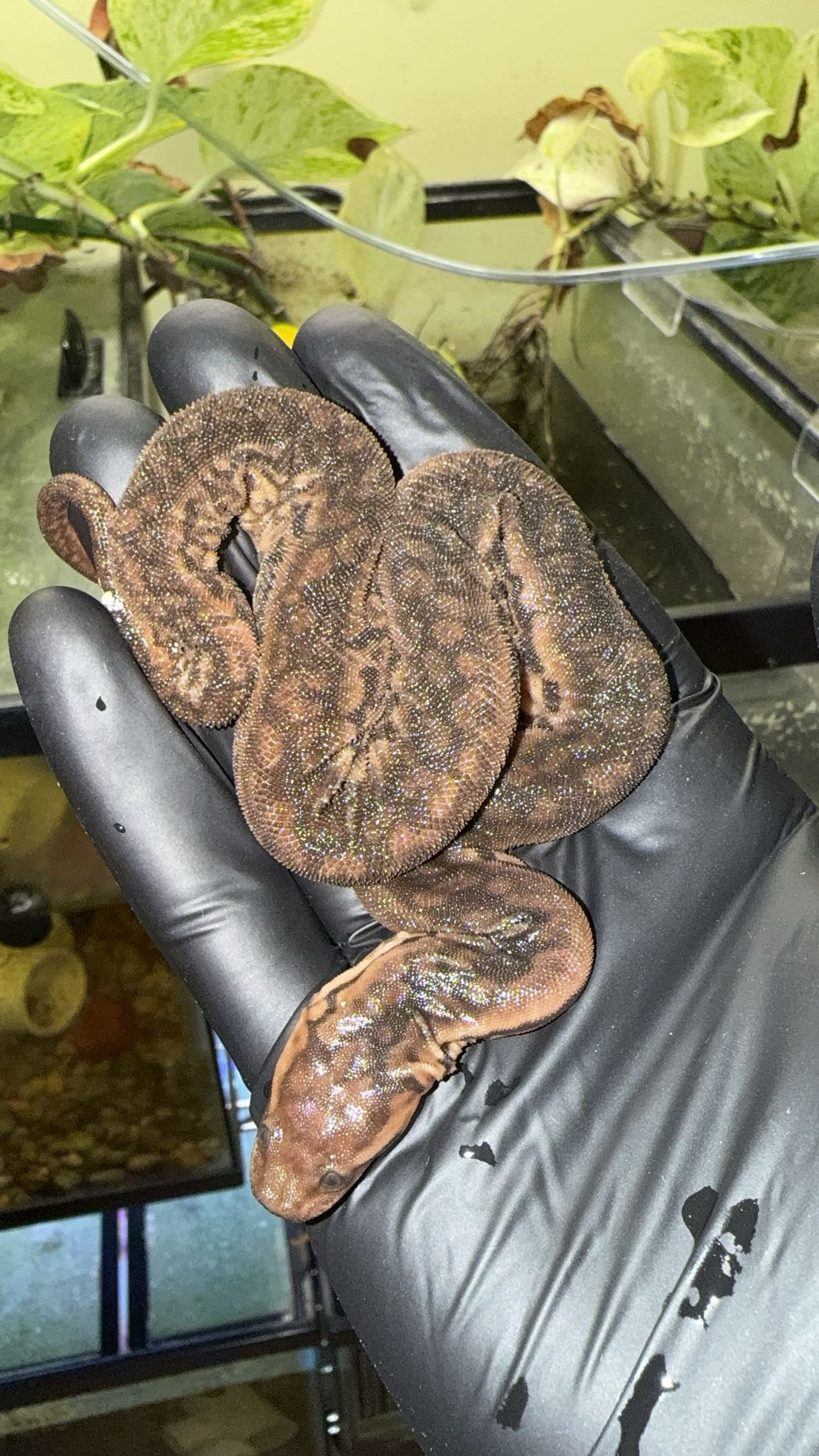 Elephant Trunk Snake (Acrochordus javanicus)
