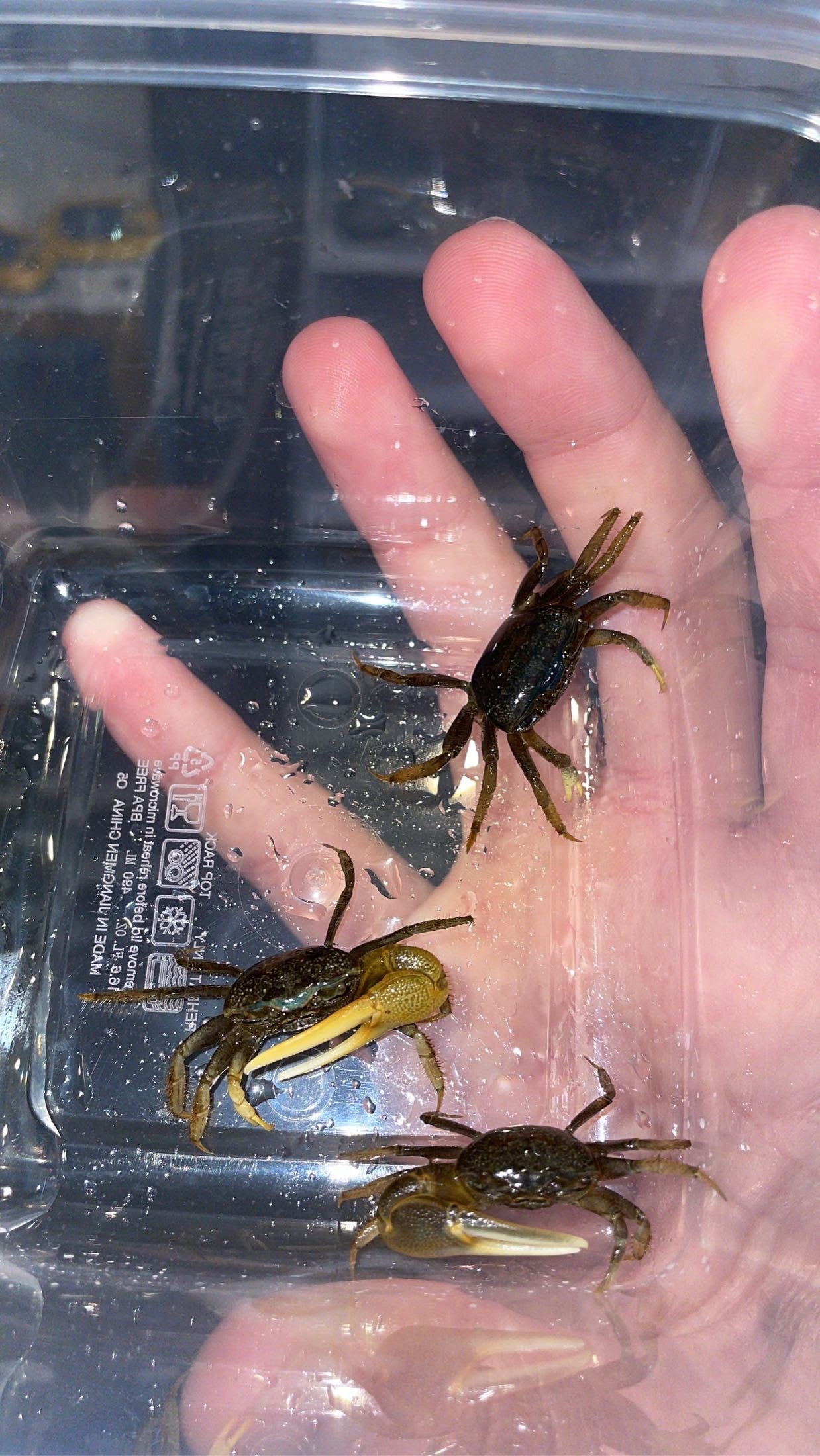 Atlantic Marsh Fiddler Crab (Minuca pugnax)