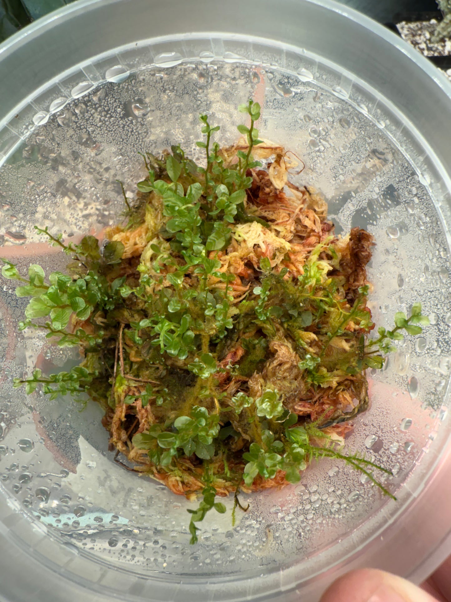 Appalachian Penny Moss (Rhizomnium appalachianum)