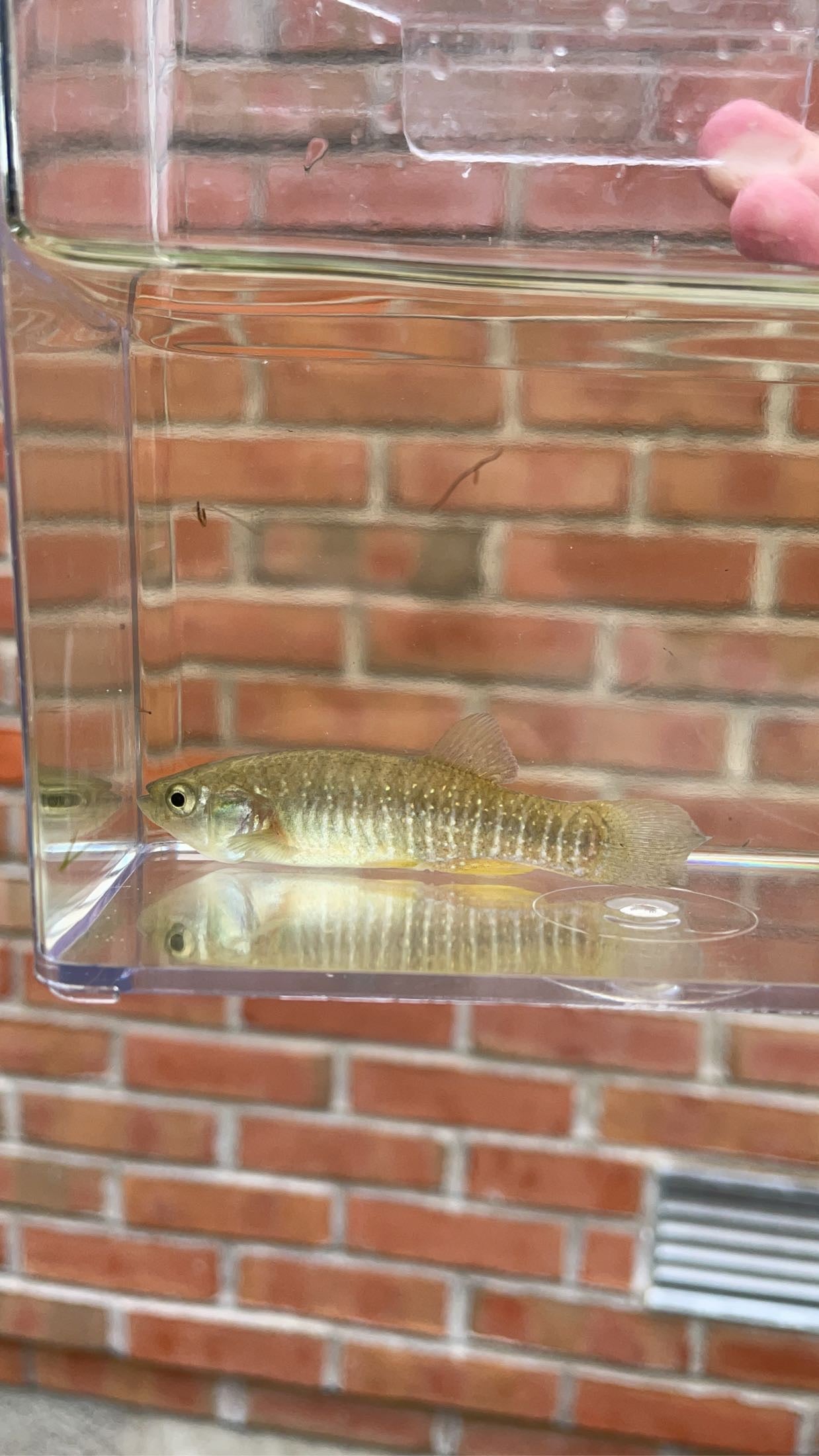 Mummichog (Fundulus heteroclitus)
