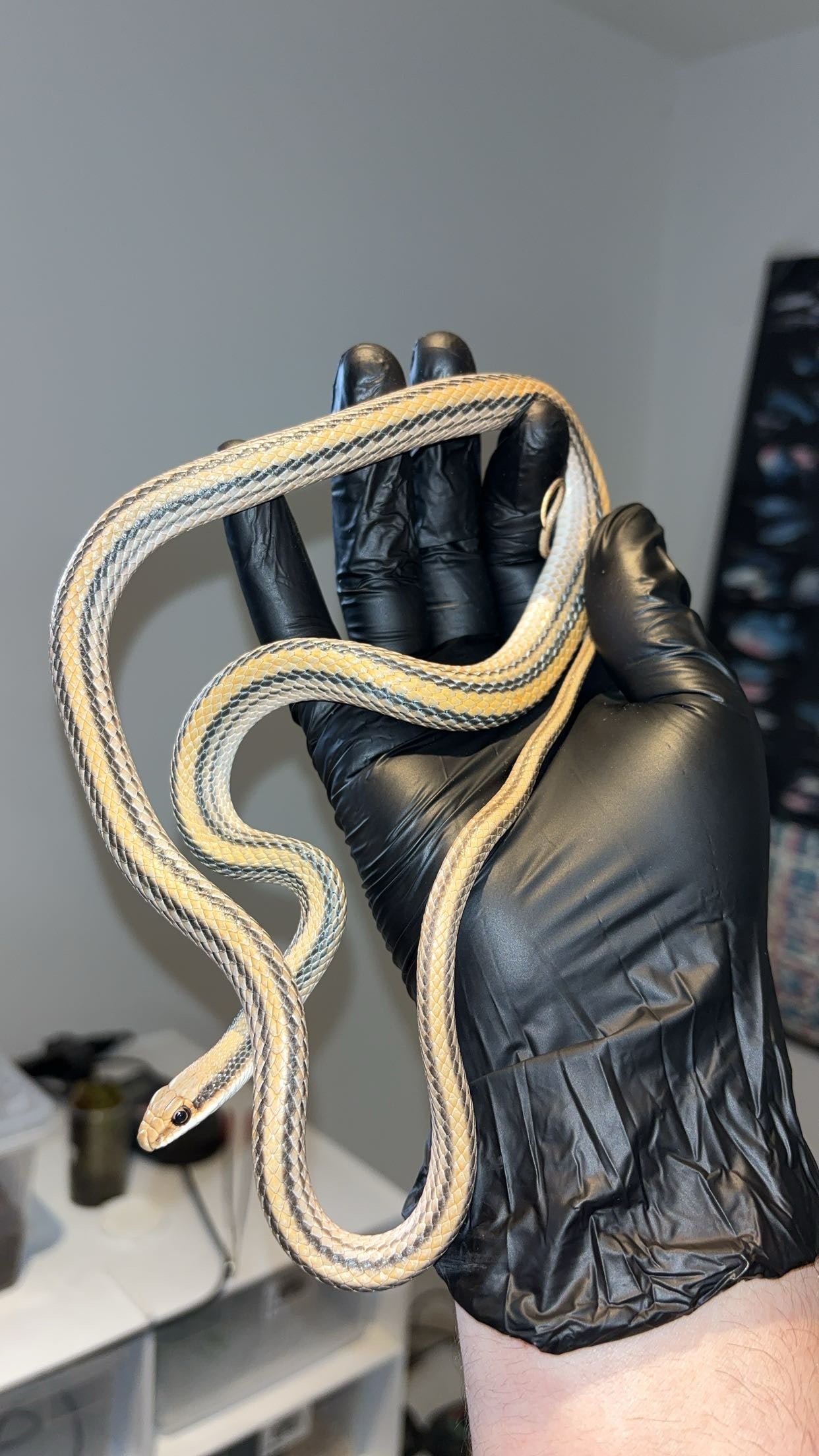 1.0 Big Bend Patchnose Snake (Salvadora deserticola)