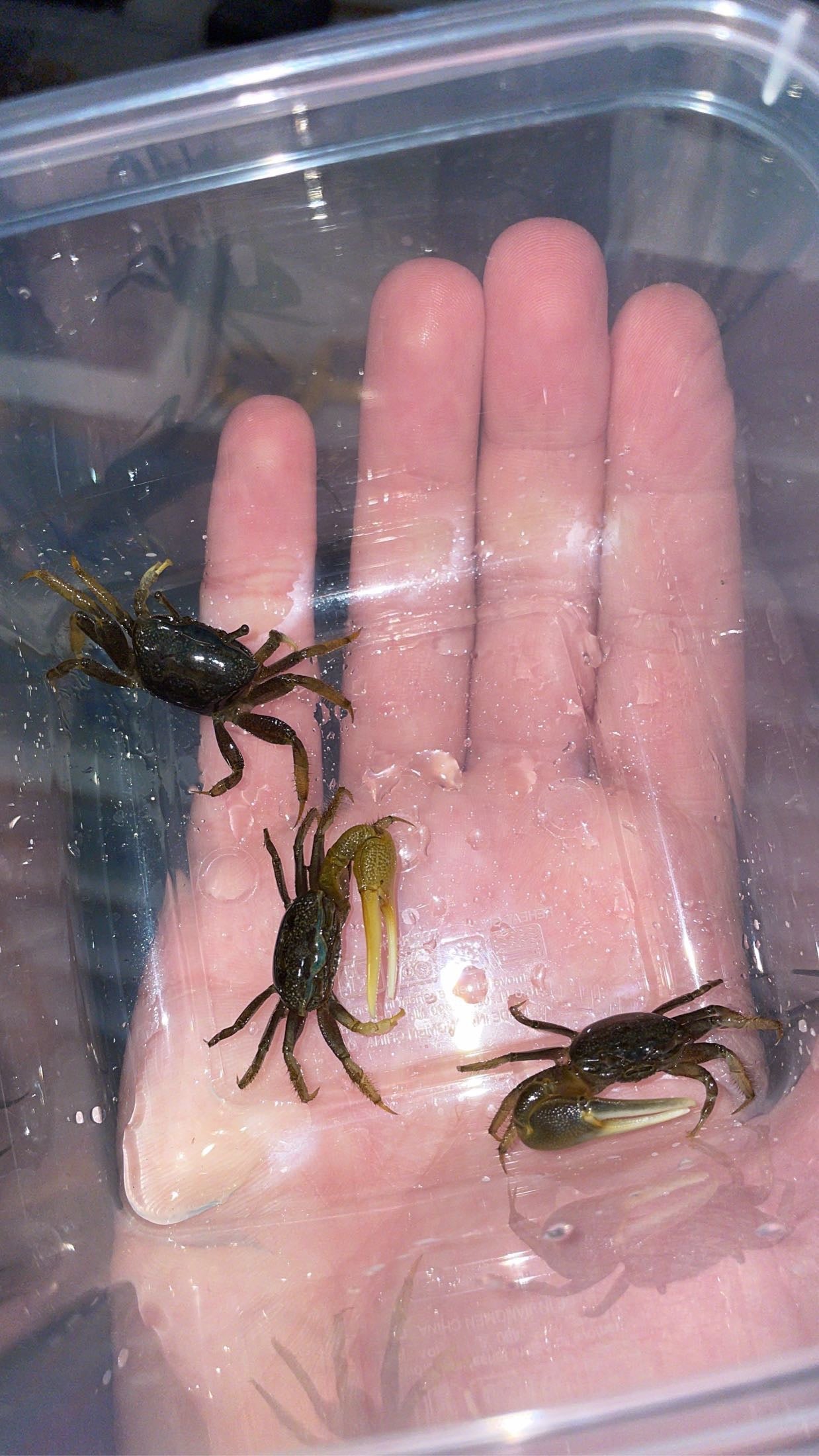Atlantic Marsh Fiddler Crab (Minuca pugnax)