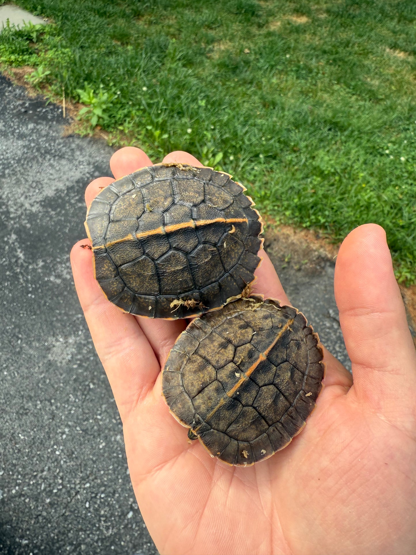 Yellow-headed Temple Turtle (Heosemys annandalii)