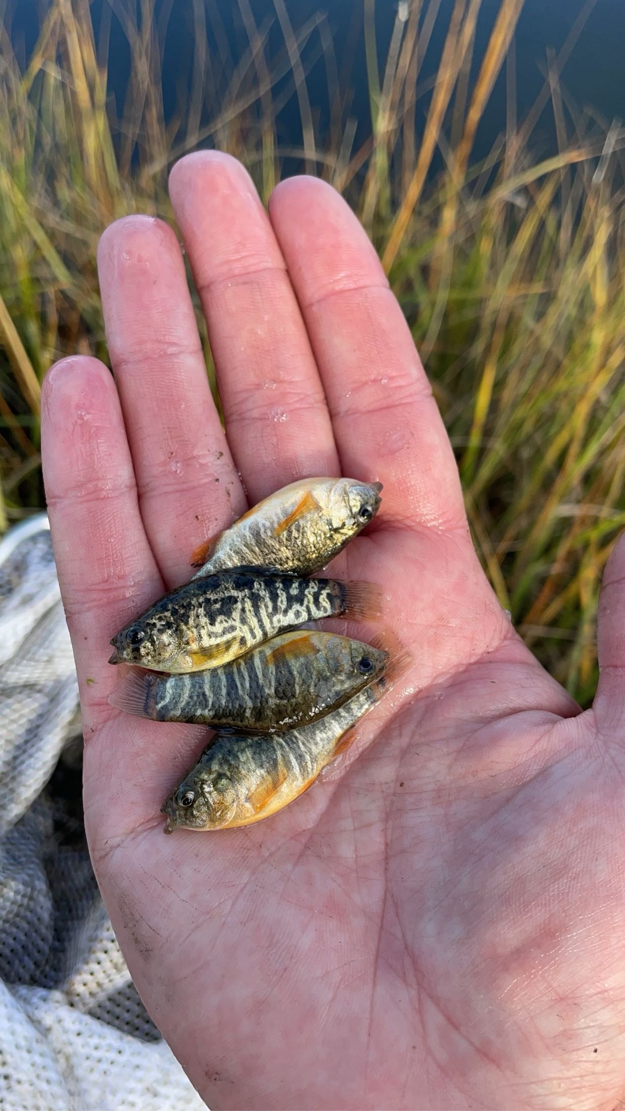 Sheepshead Minnow (Cyprinodon variegatus)