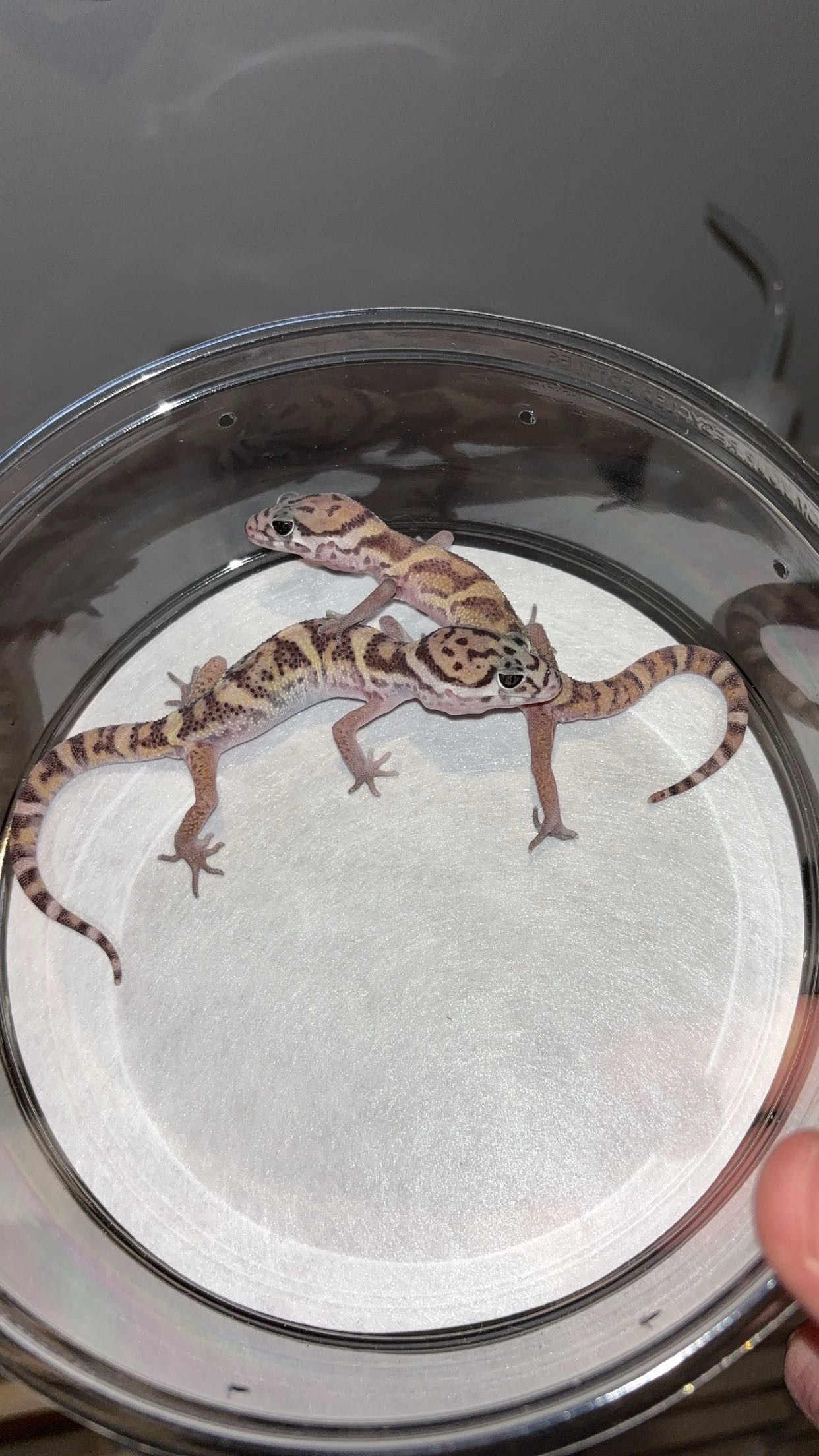 LTC Central American Banded Gecko (Coleonyx mitratus)