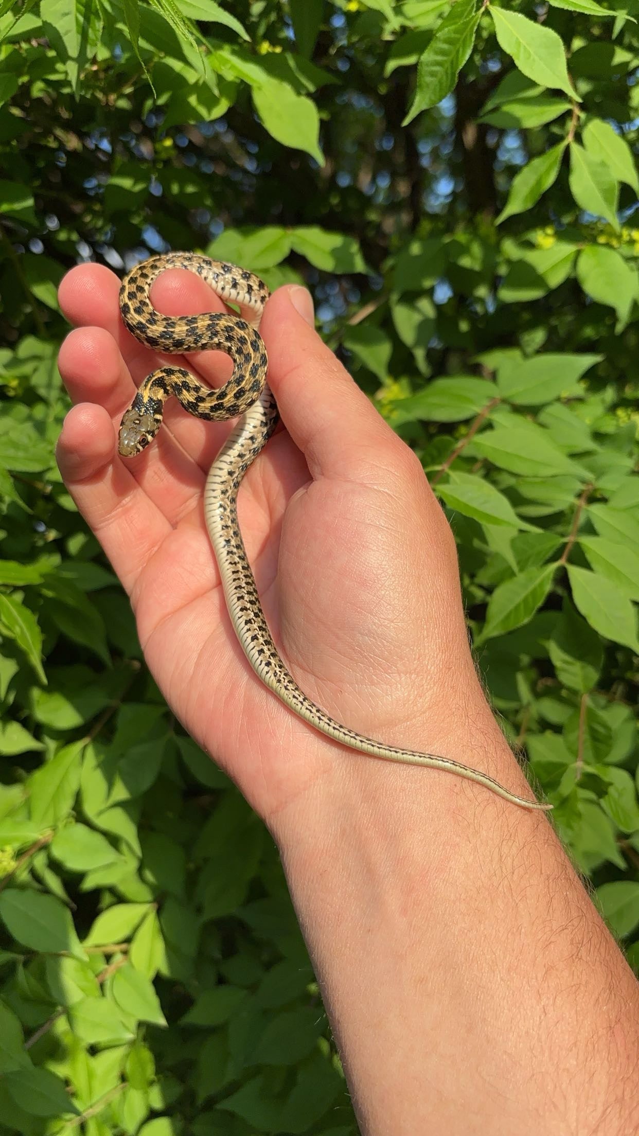 1.0 McCulloch Co. TX Checkered Garter Snake (Thamnophis marcianus)