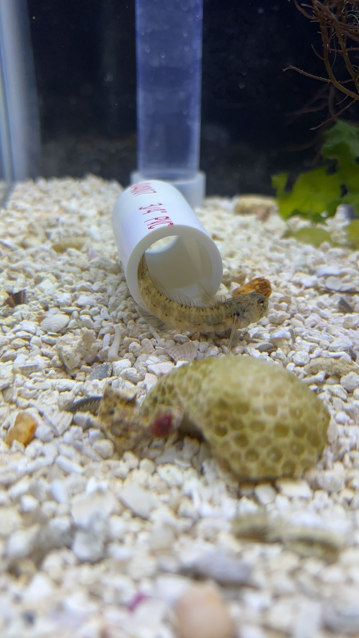 Seaboard Goby (Gobiosoma ginsburgi)