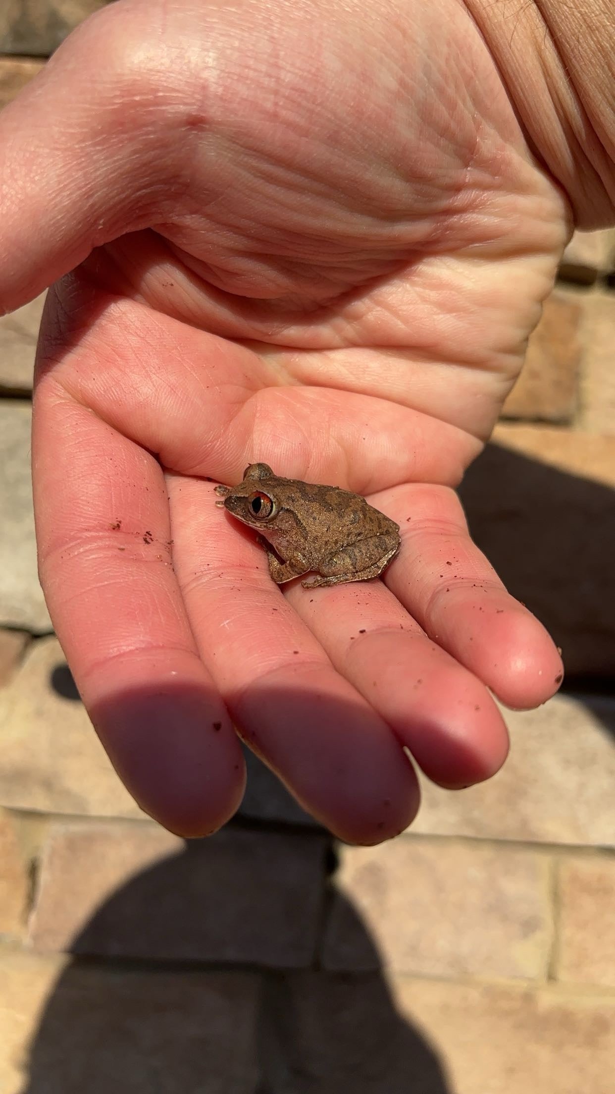 Night Spirit Frog (Leptopelis spiritusnoctis)