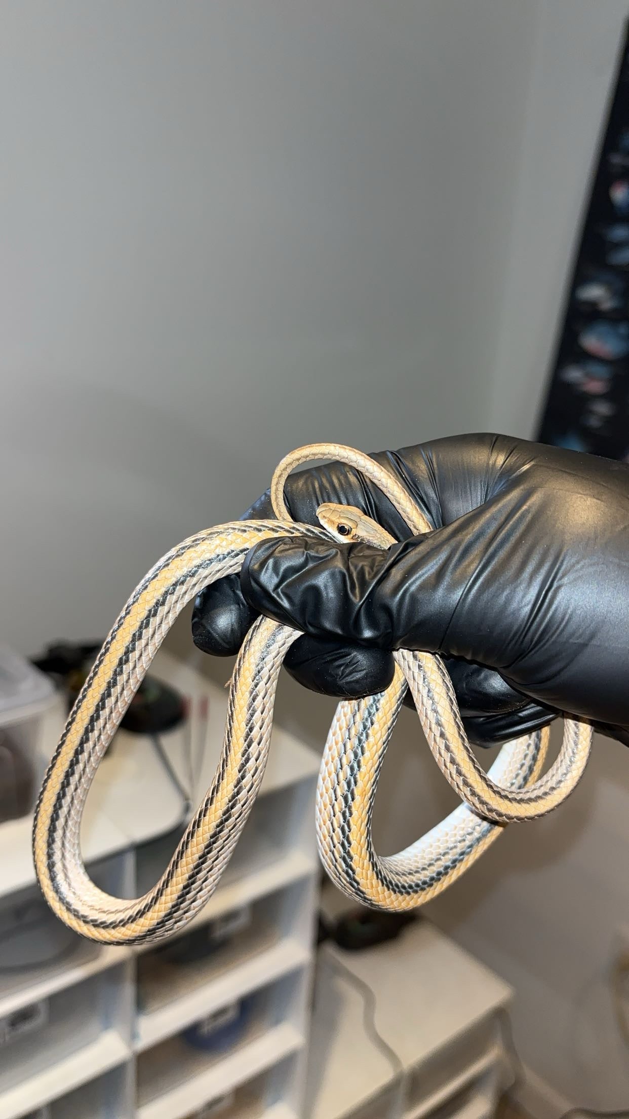 1.0 Big Bend Patchnose Snake (Salvadora deserticola)