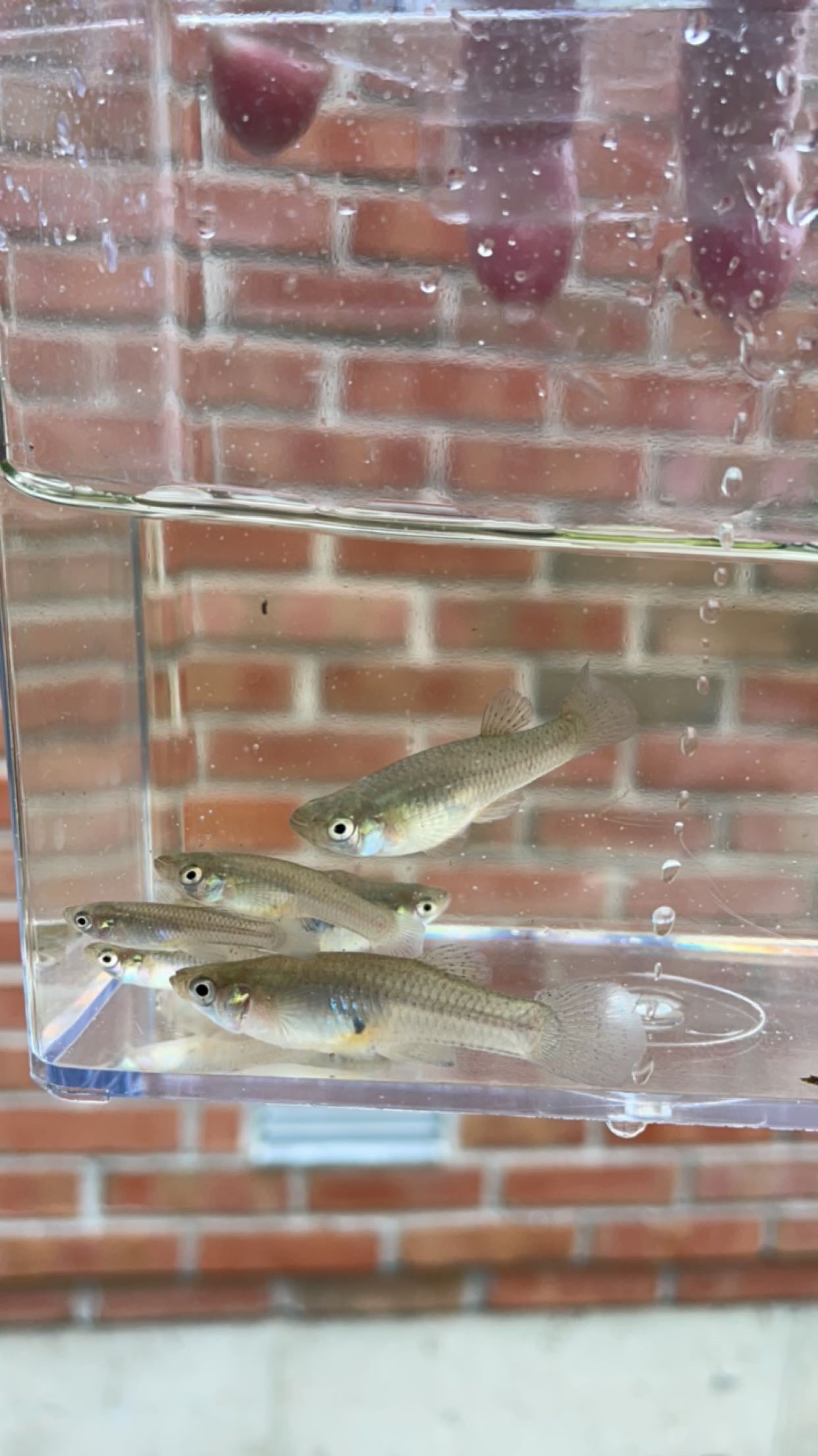 Western Mosquitofish (Gambusia affinis)