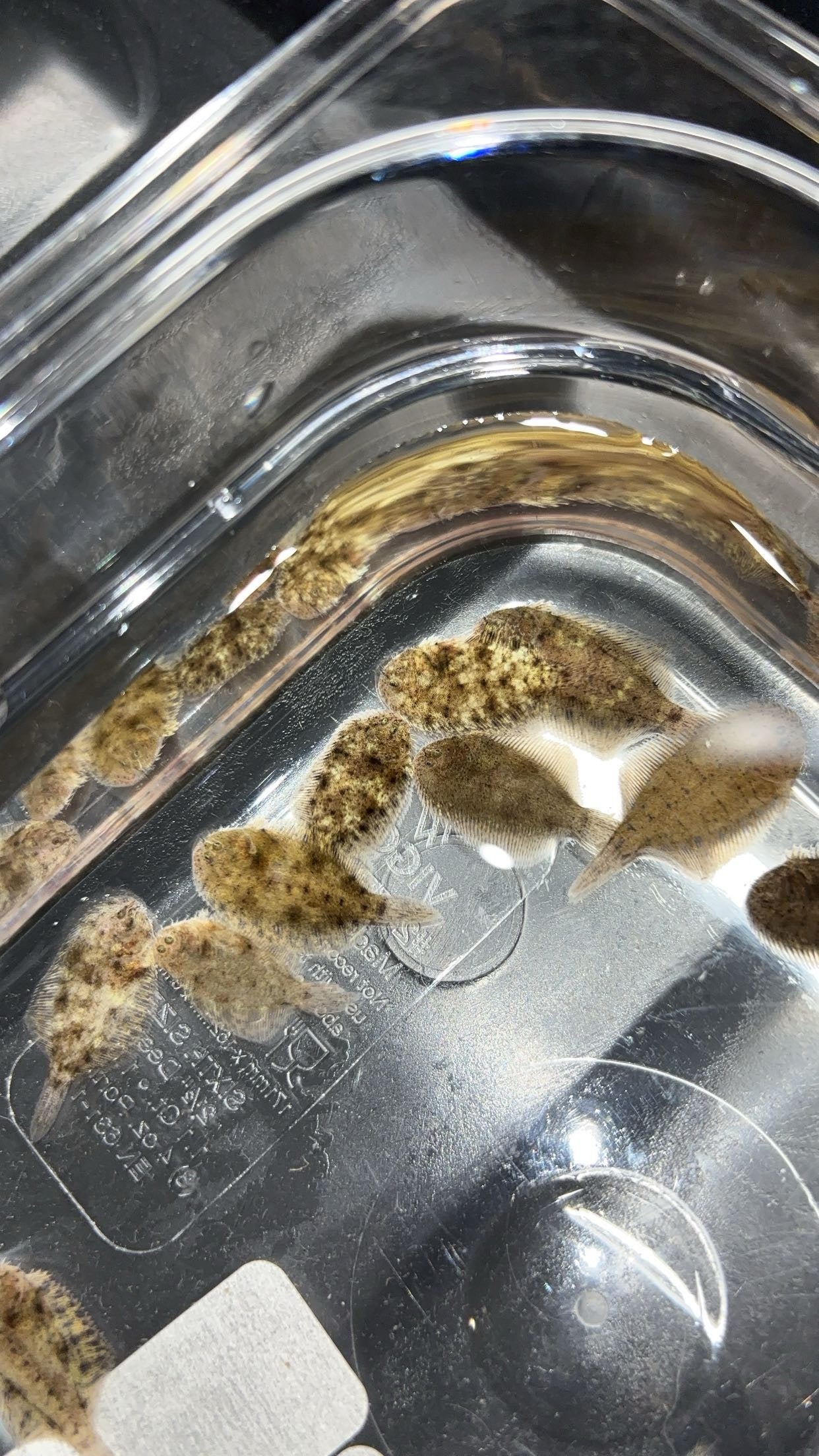 Hogchoker (Trinectus maculatus)